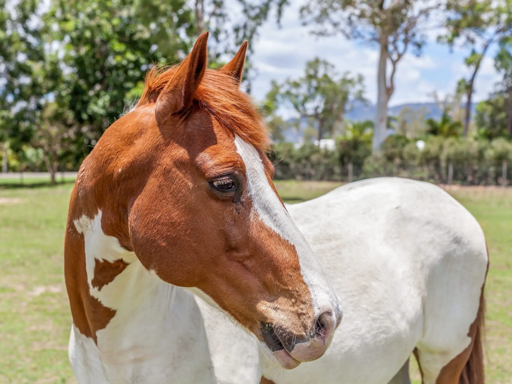 Chestnut pinto horse