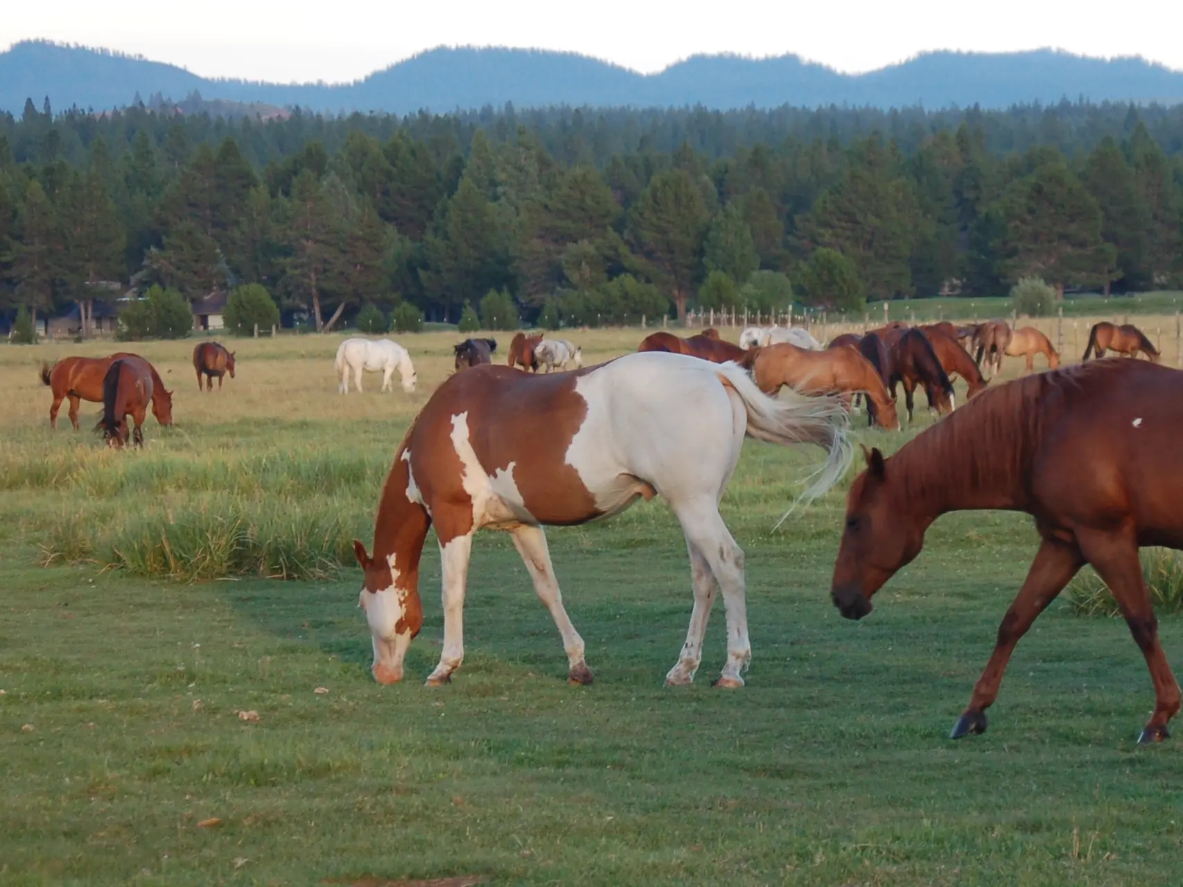 Chestnut pinto horse