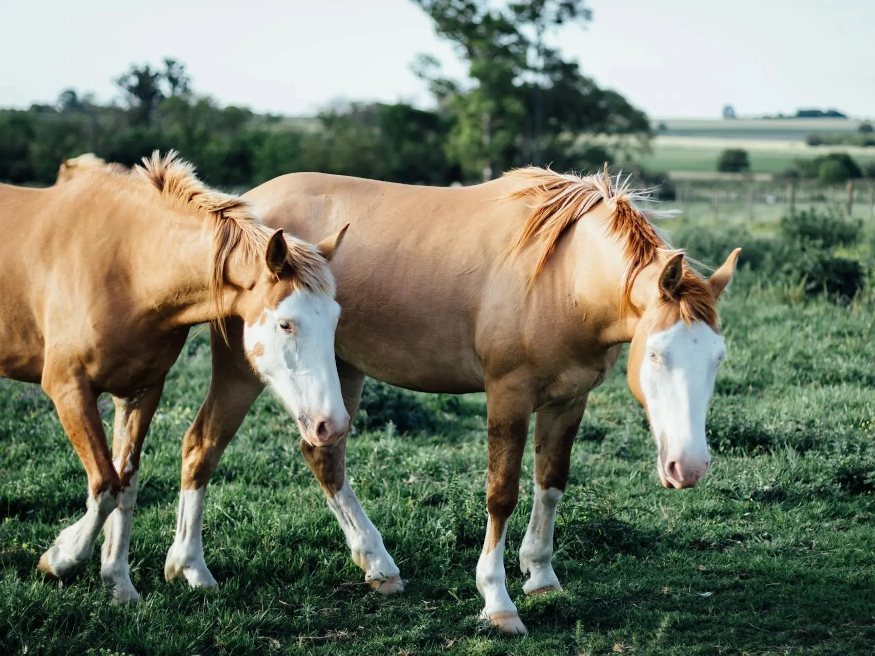 Splashed white pinto Horse