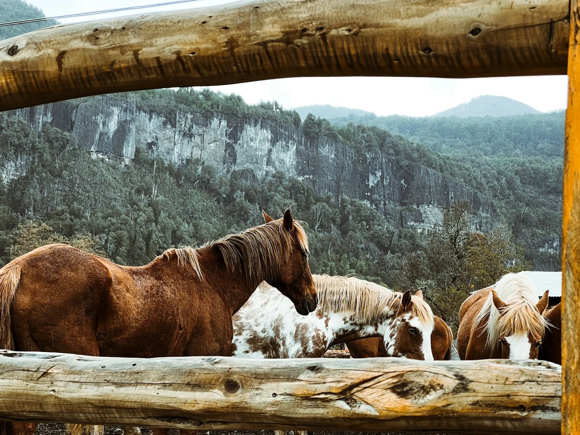 Chestnut pinto horse