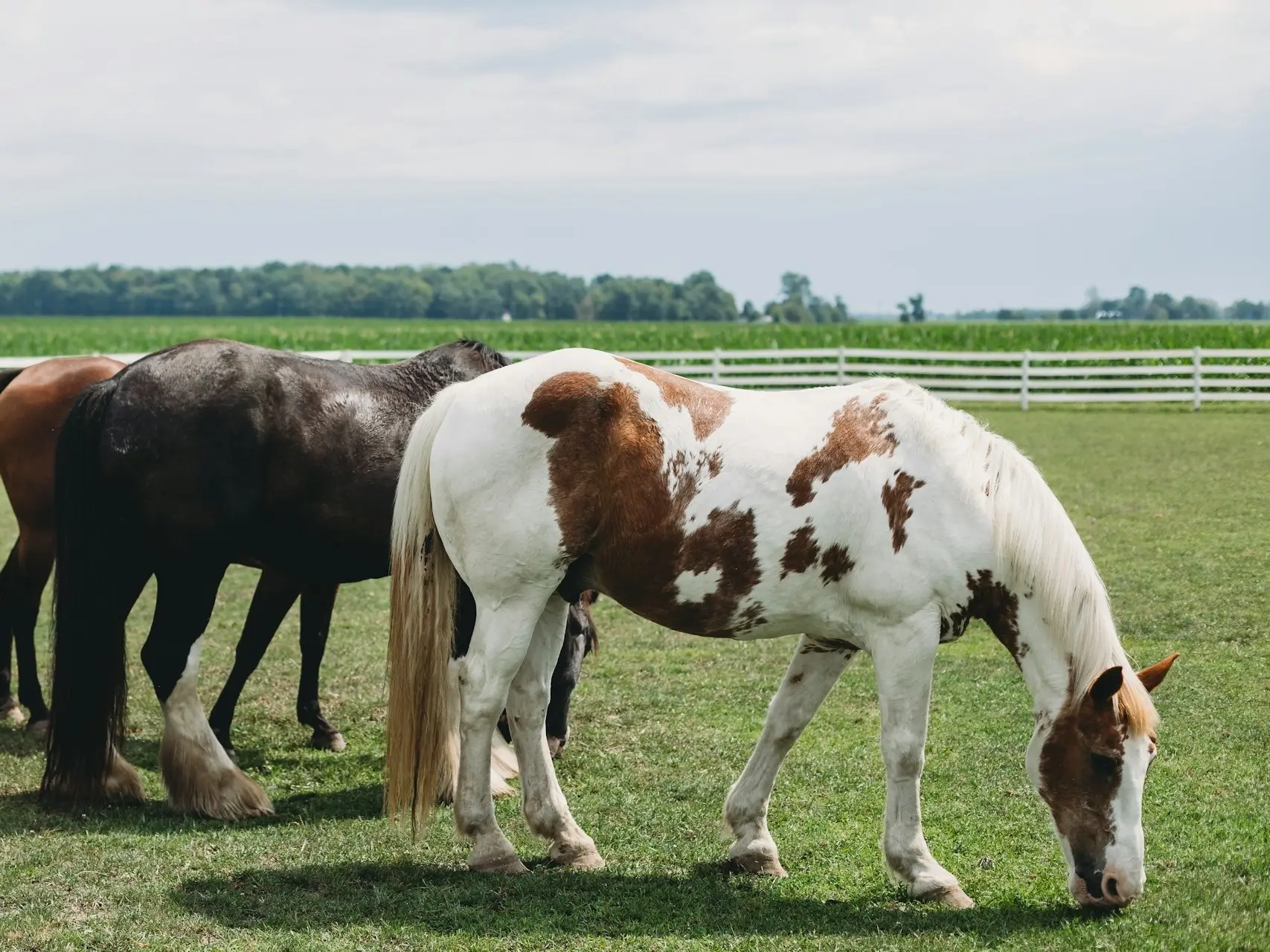 Chestnut pinto horse