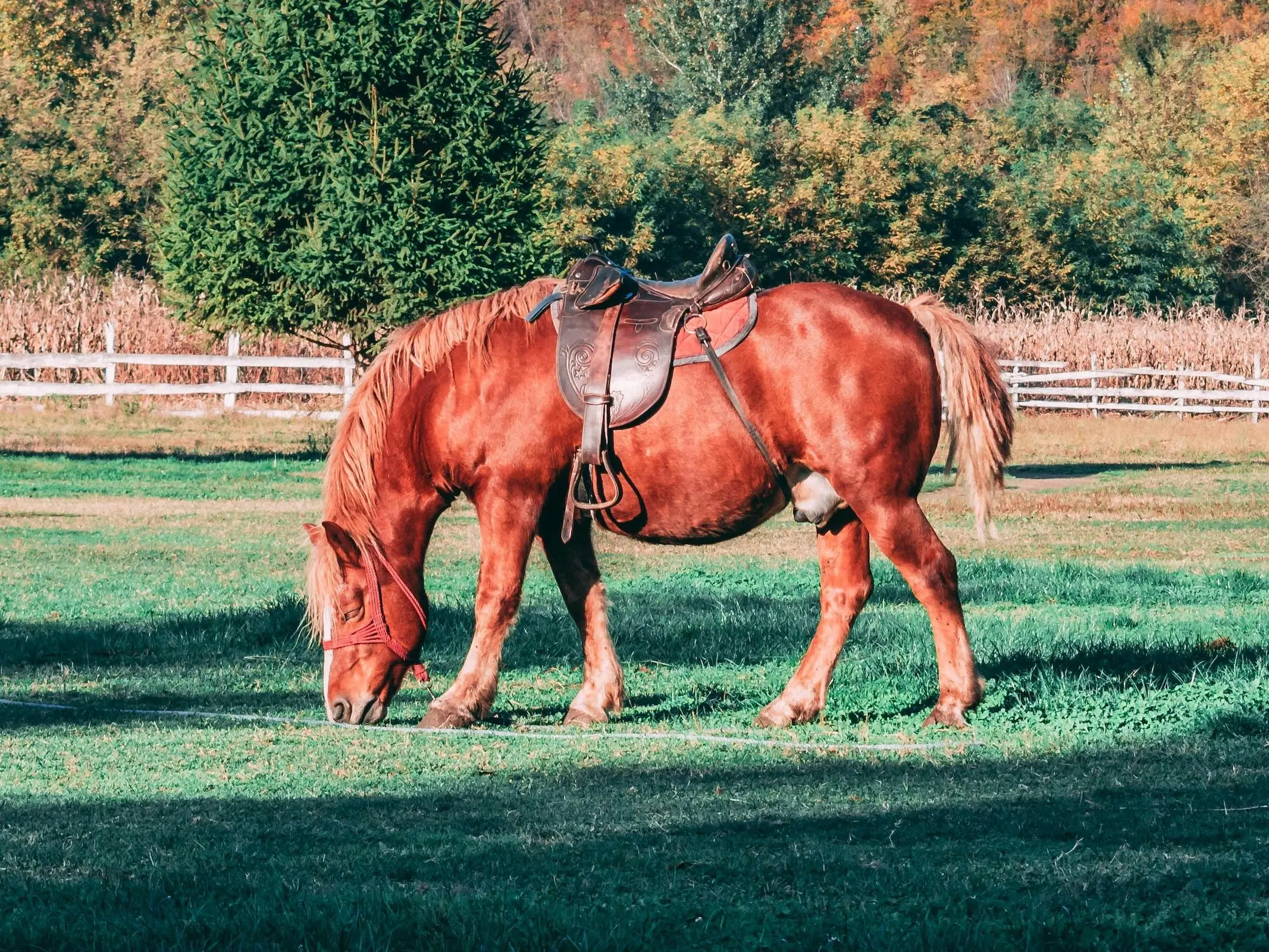 Red chestnut horse