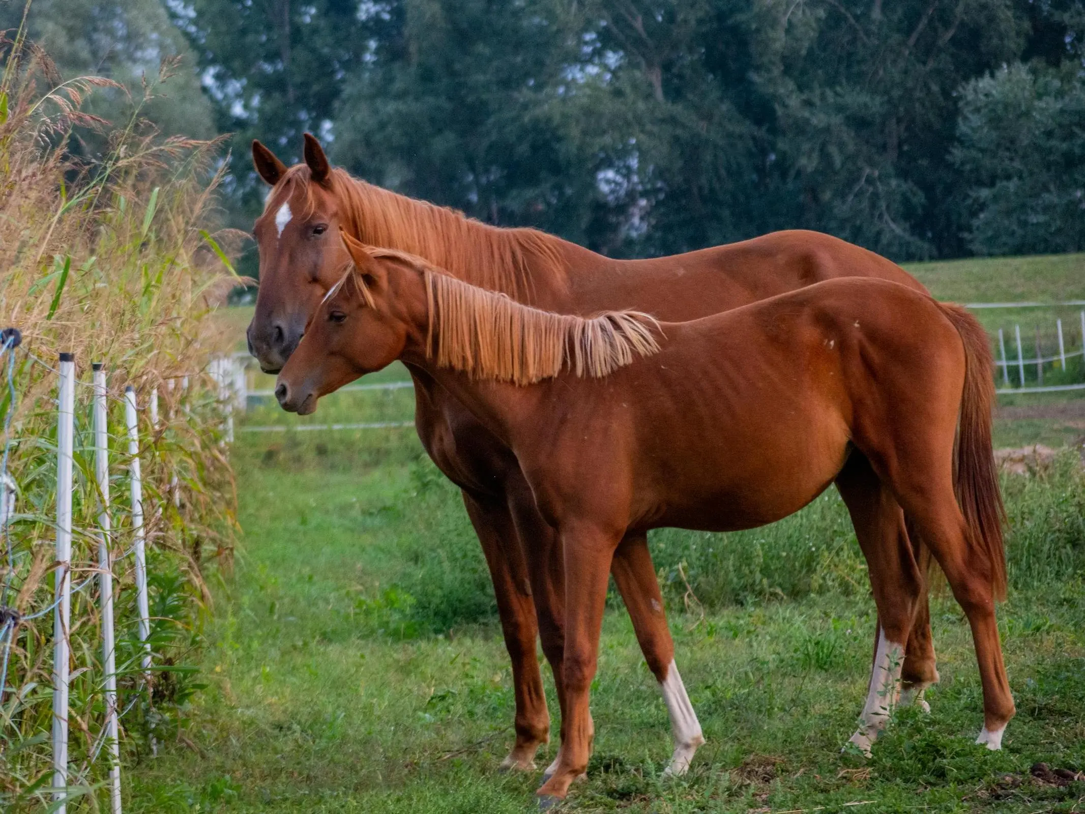 Red chestnut horse