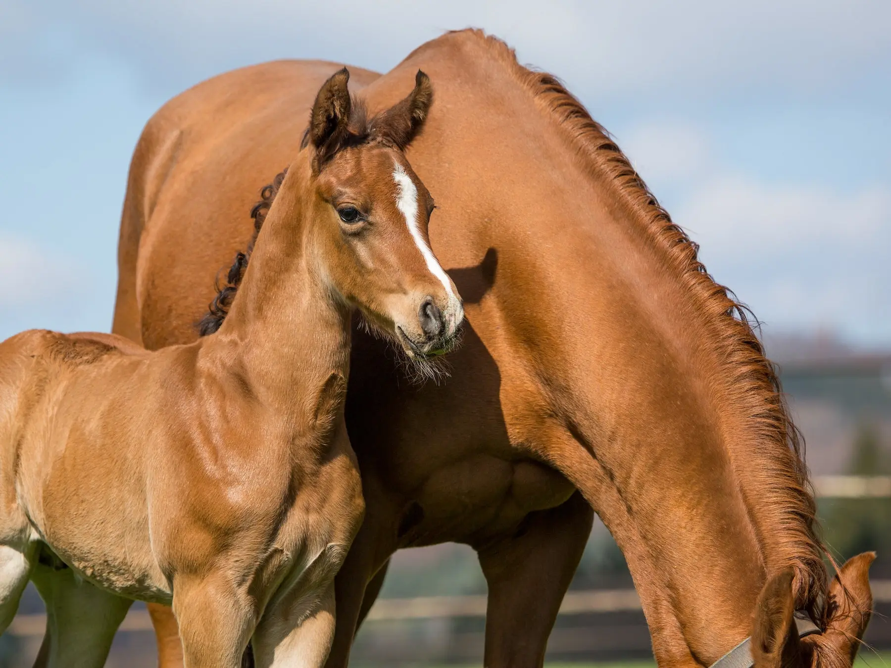 Sandy chestnut horse