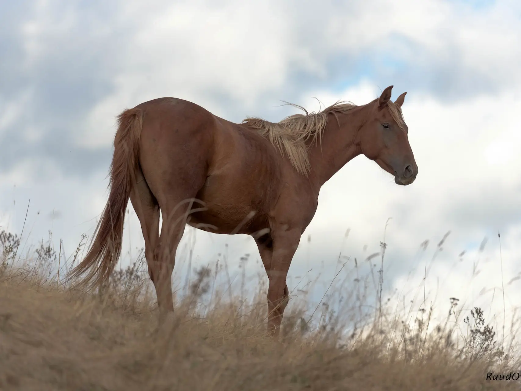 Sandy chestnut horse