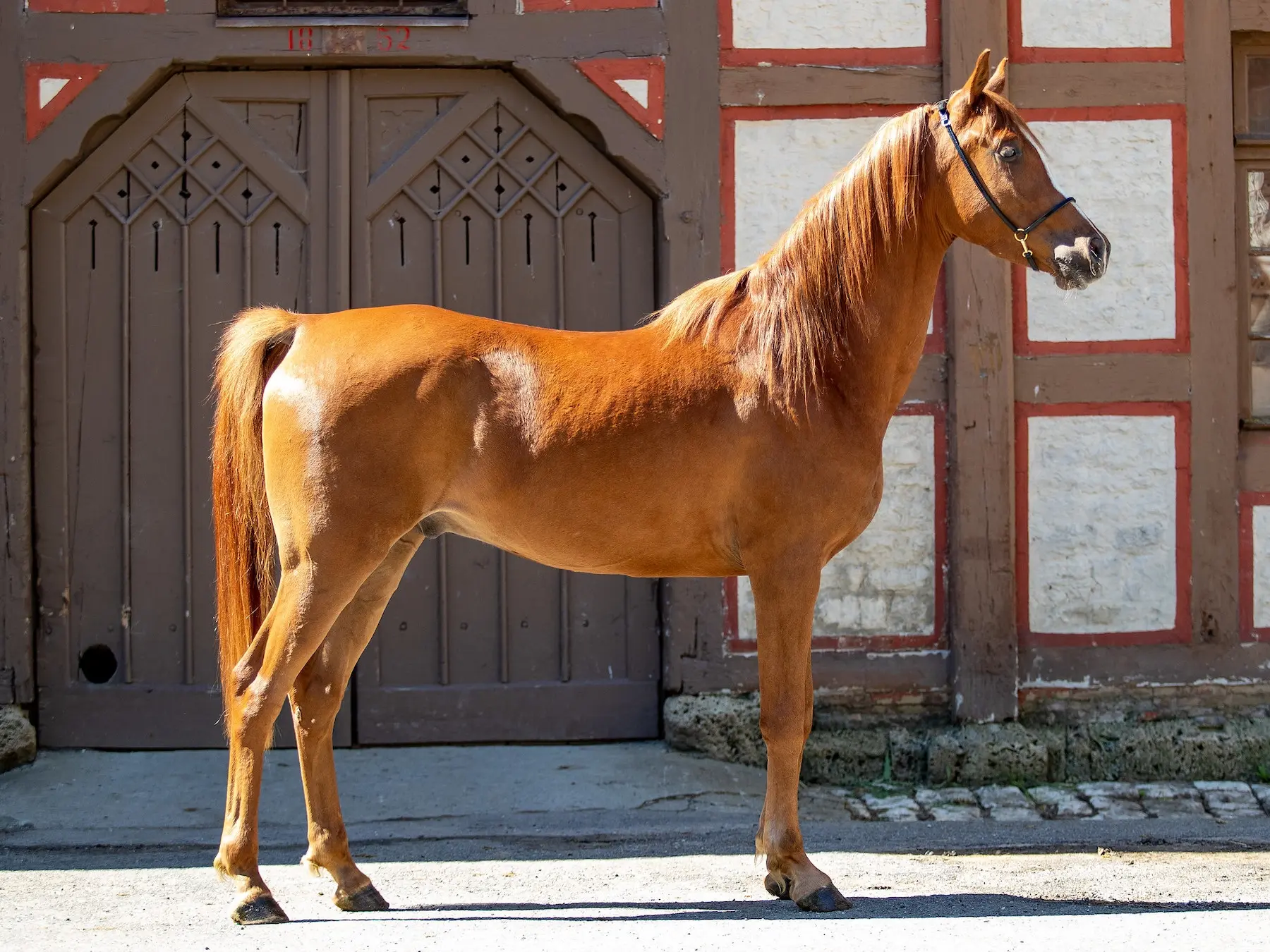 Sandy chestnut horse