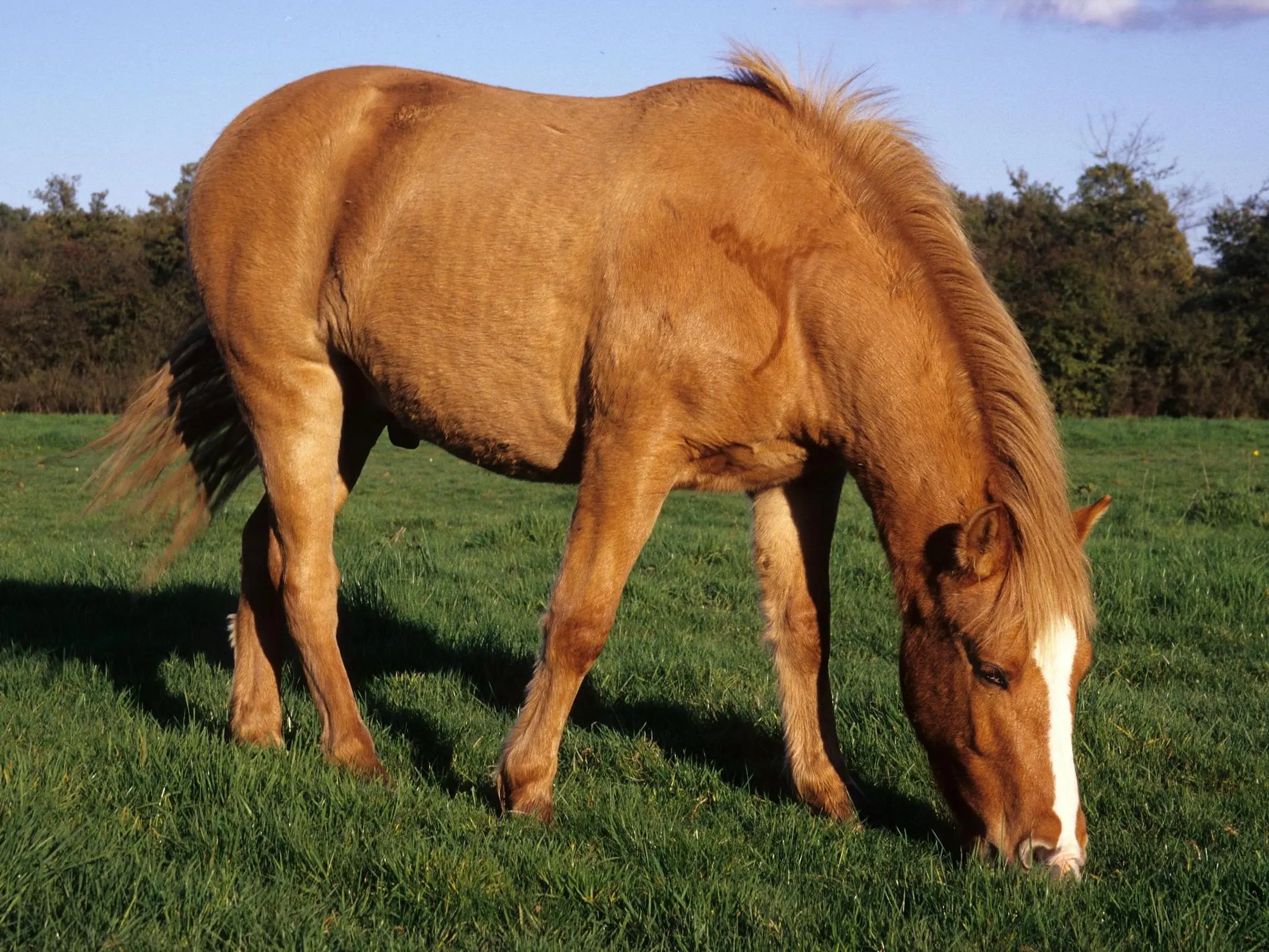 Sandy chestnut horse