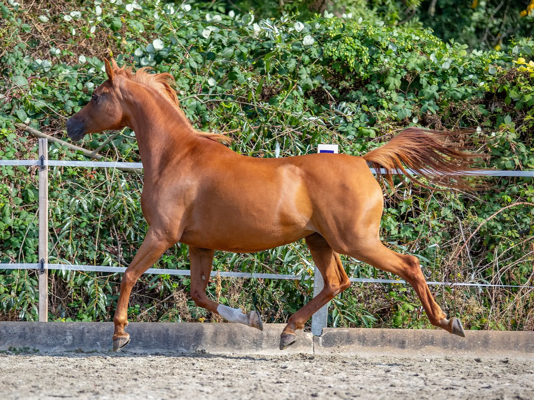 Sandy chestnut horse