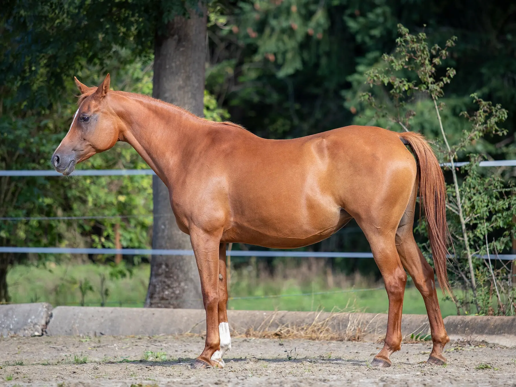 Sandy chestnut horse