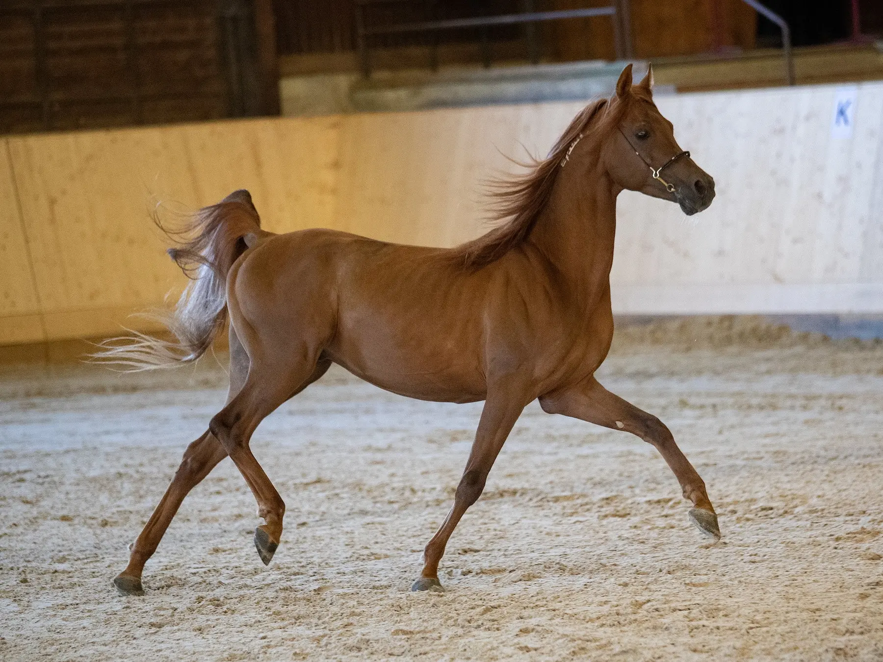 Sandy chestnut horse