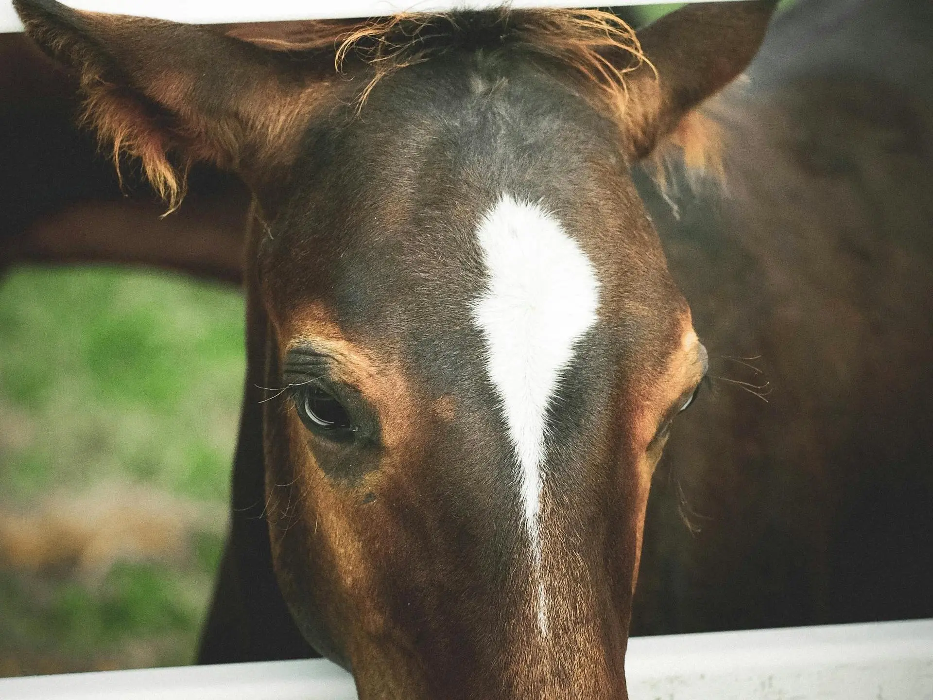 Chestnut sooty horse