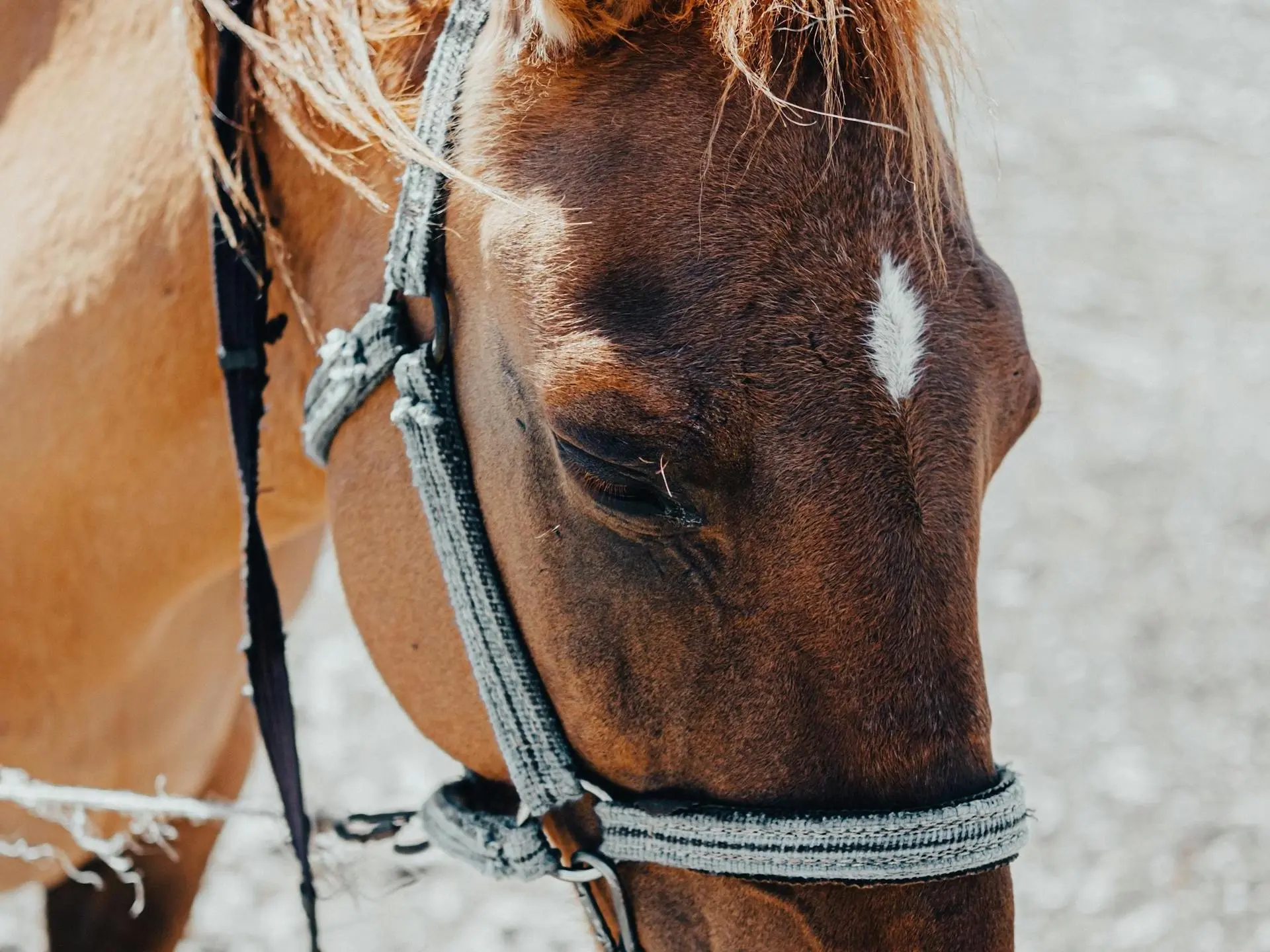 Chestnut sooty horse