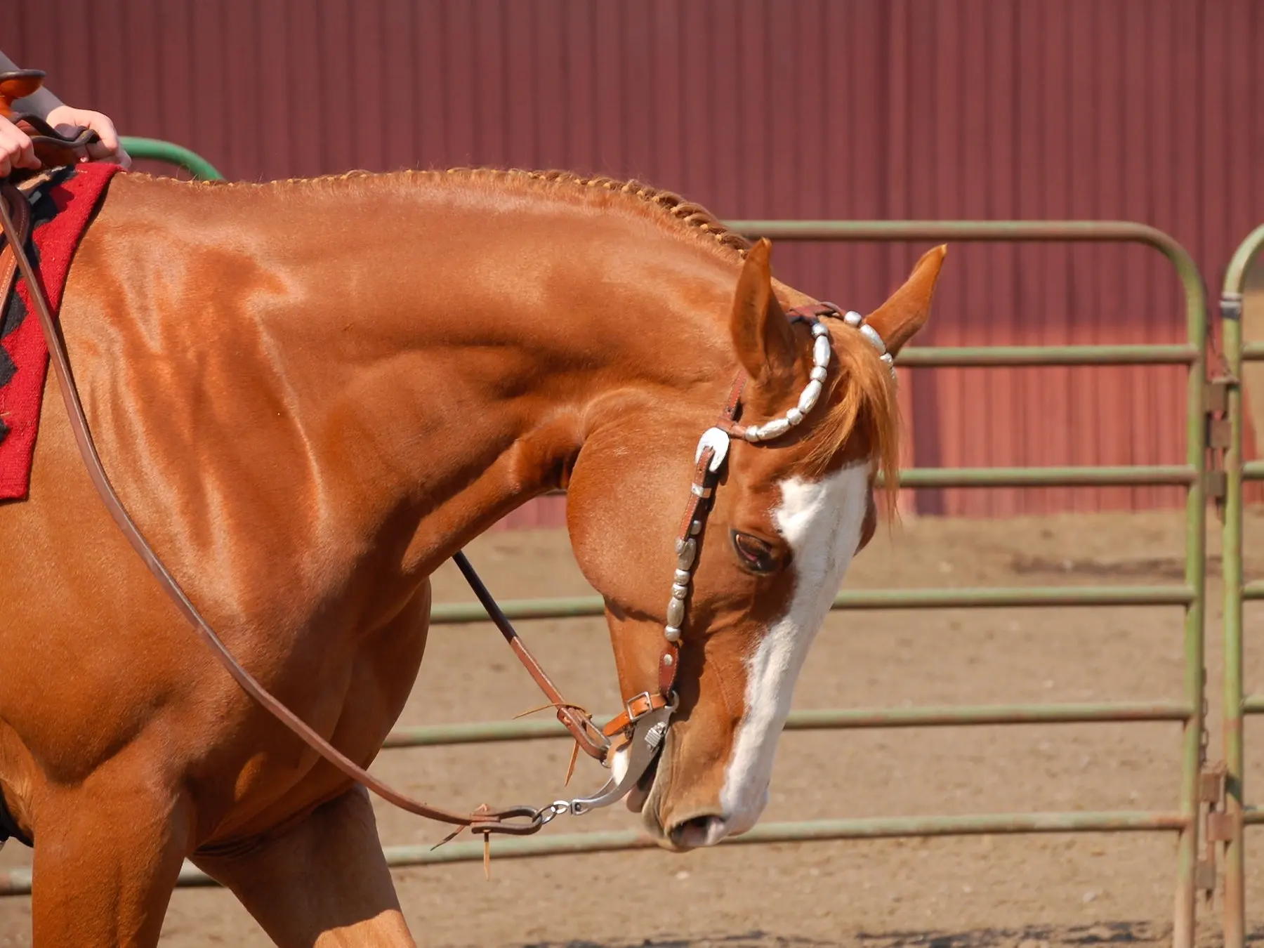 Standard chestnut horse