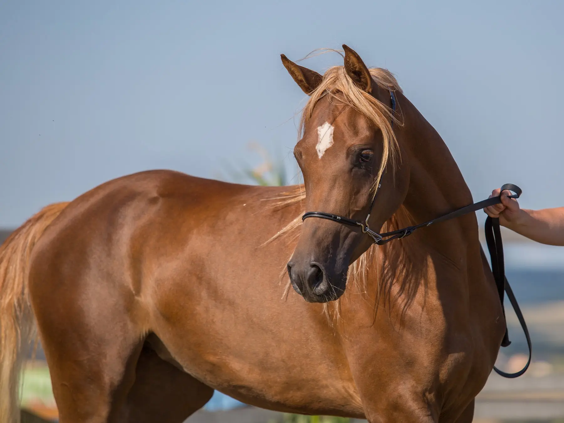 Standard chestnut horse