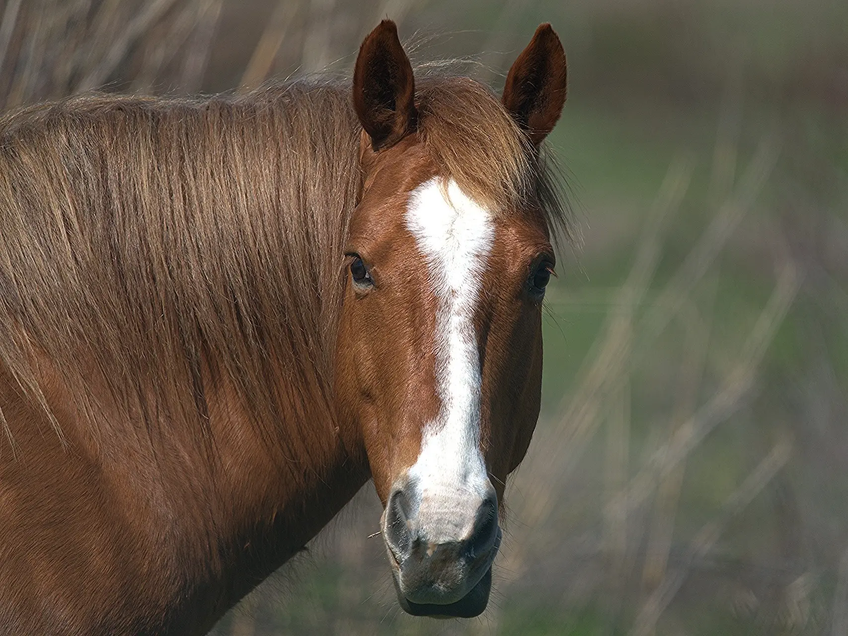 Standard chestnut horse