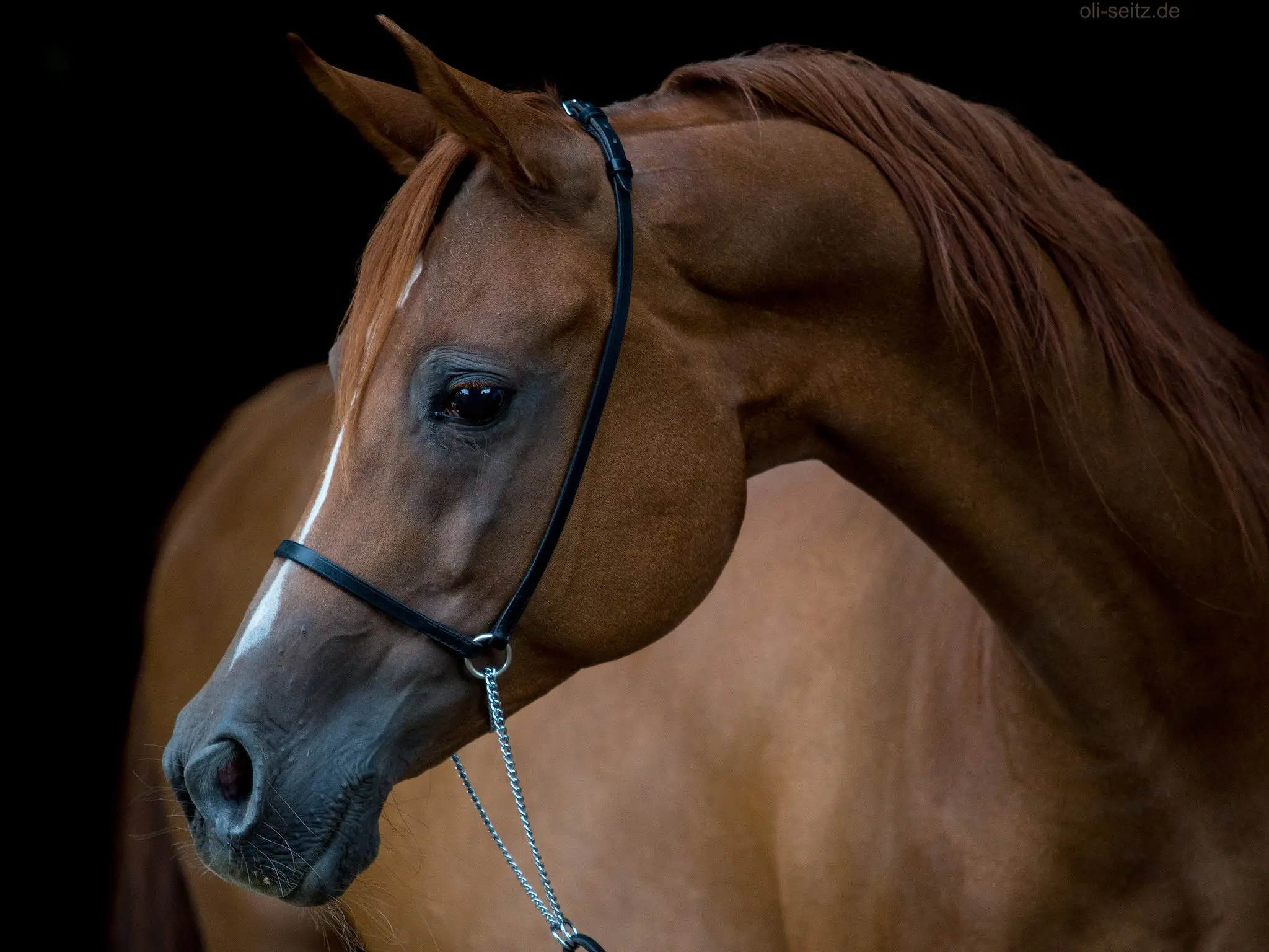 Red chestnut horse