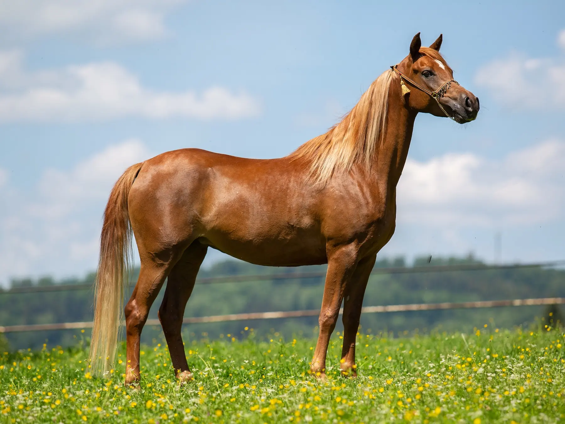 Standard chestnut horse