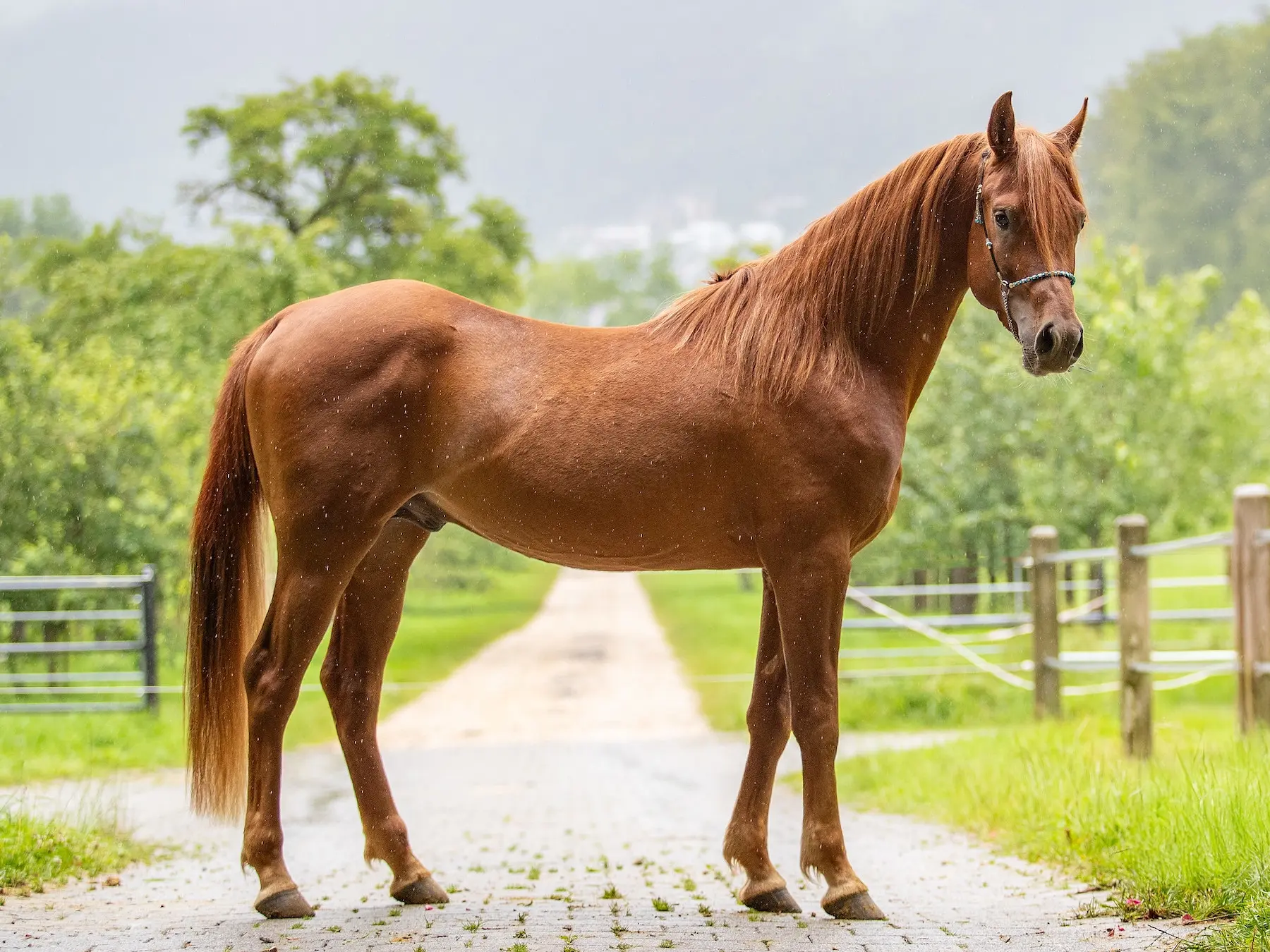 Red chestnut horse