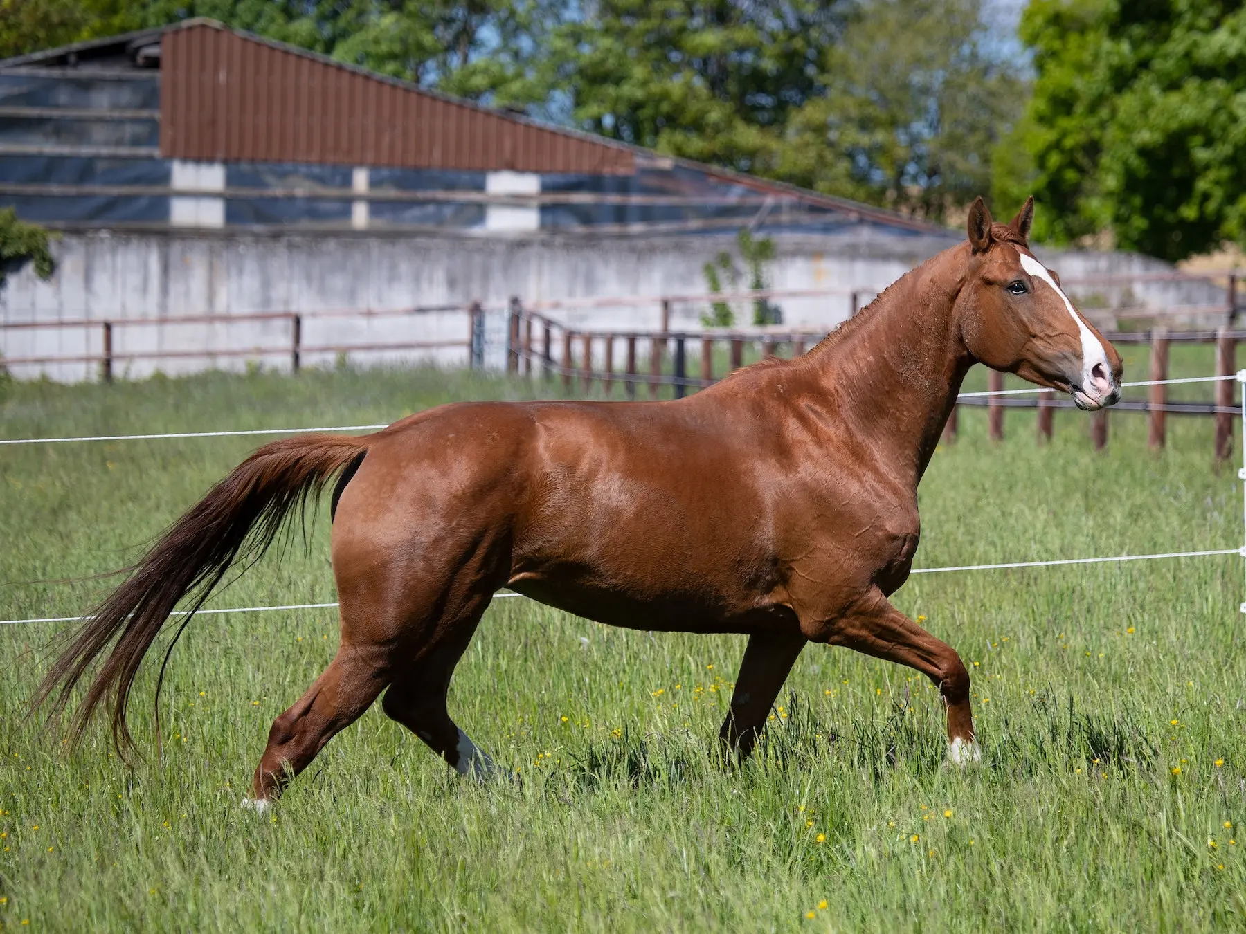 Red chestnut horse