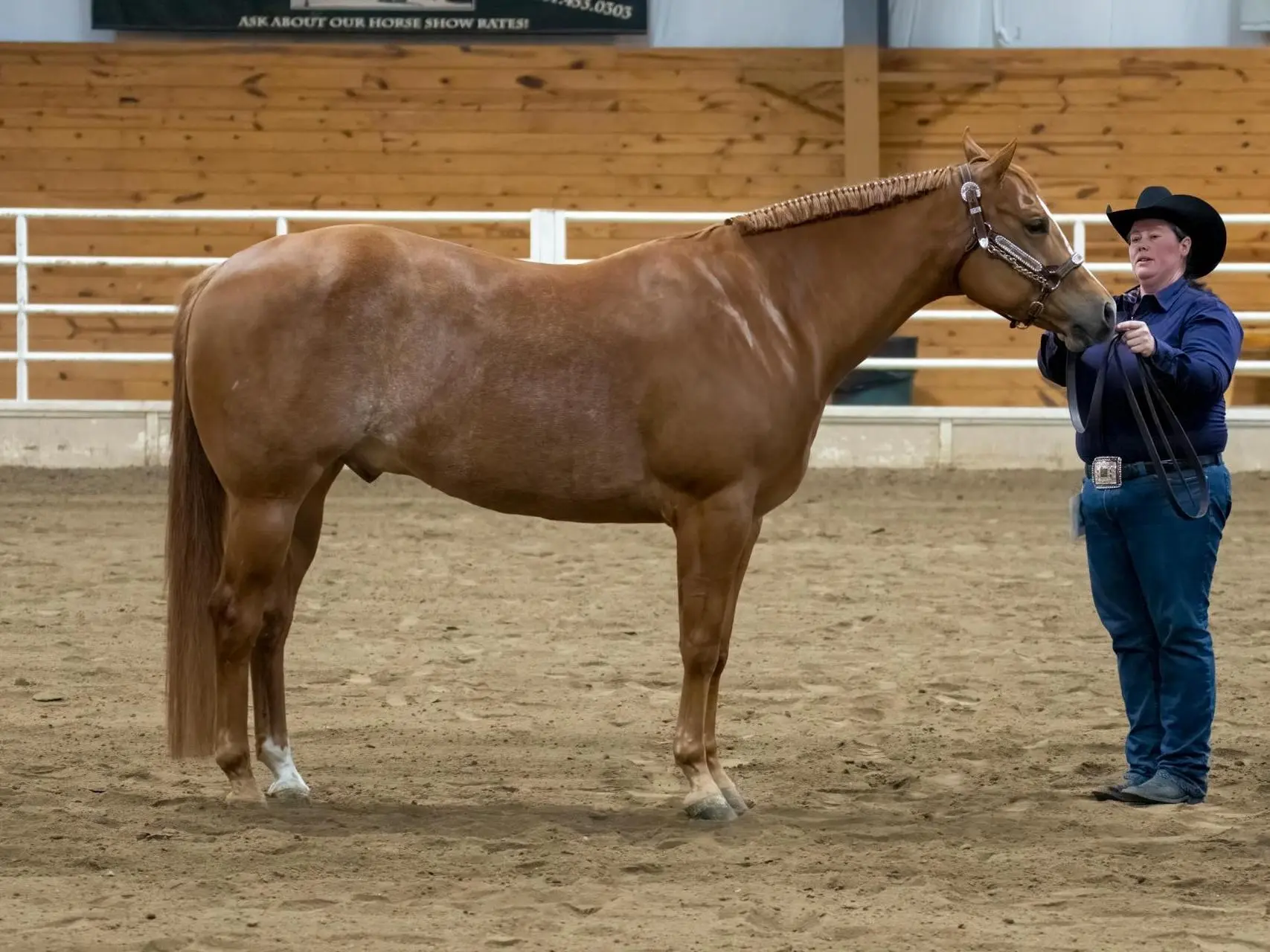 Standard chestnut horse