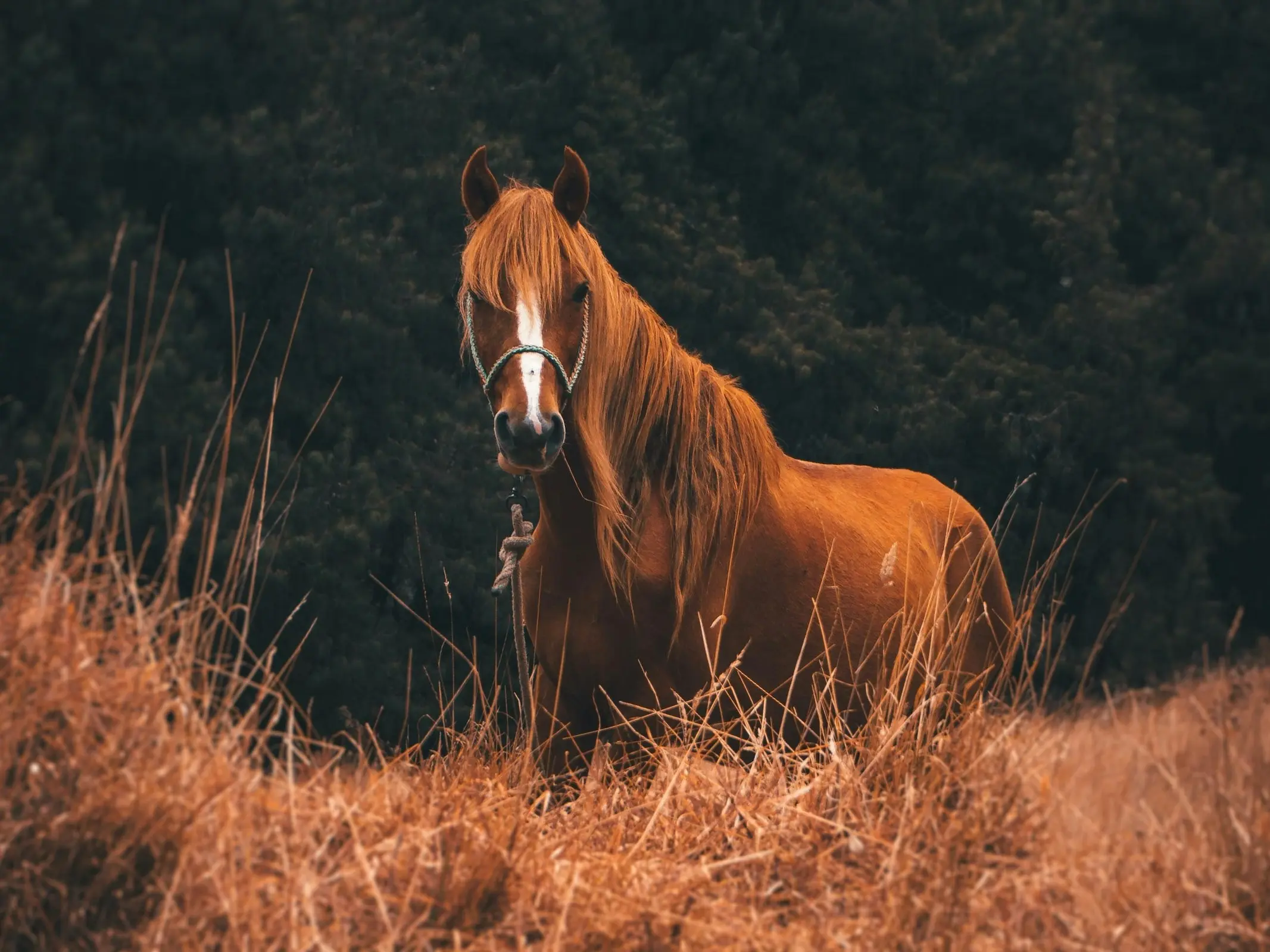 Standard chestnut horse