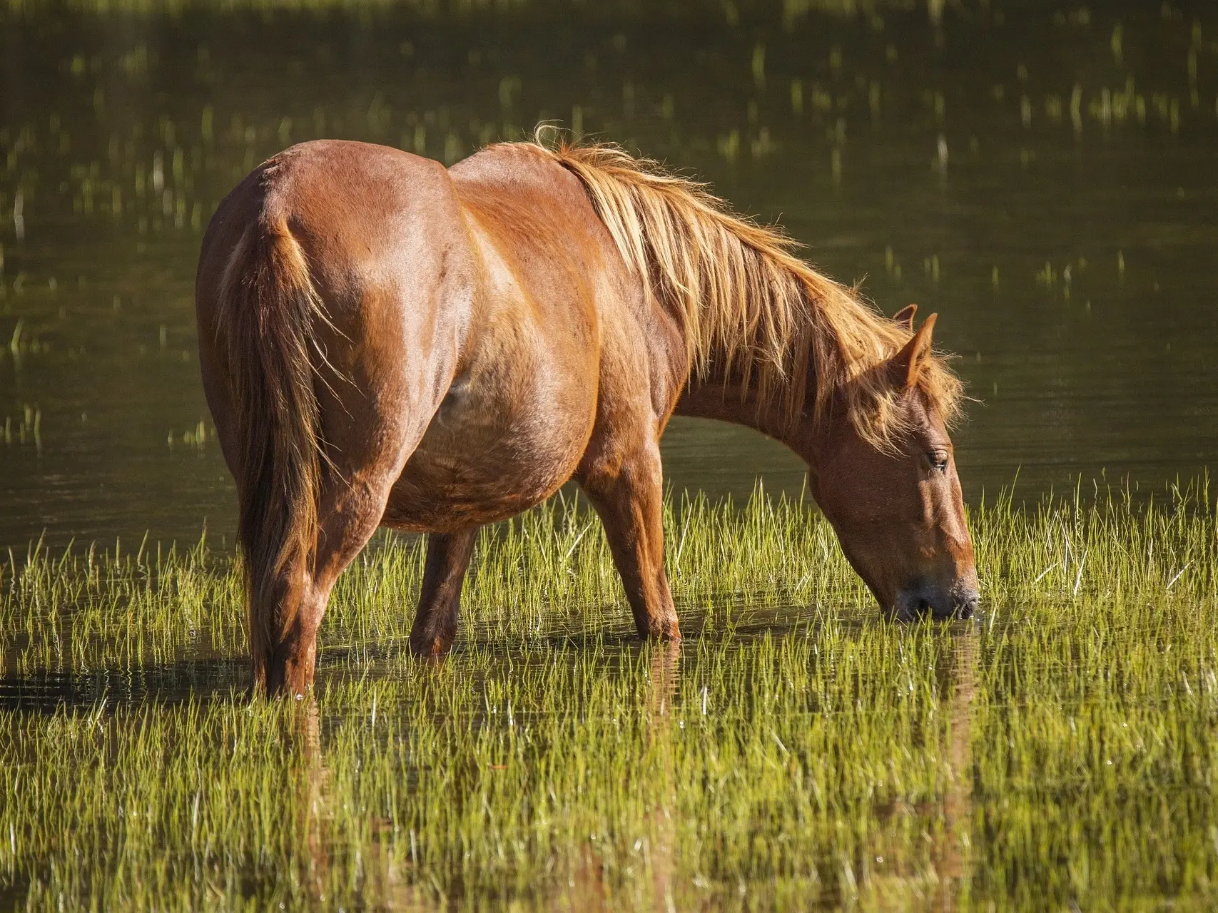 Standard chestnut horse