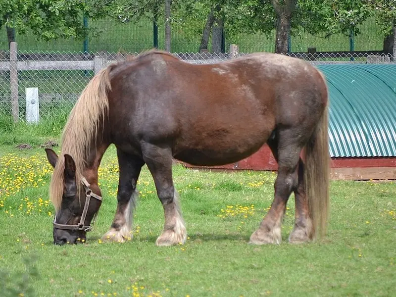 Cheval de Corlay