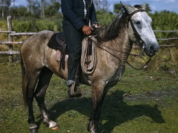 Chicksaw Pony