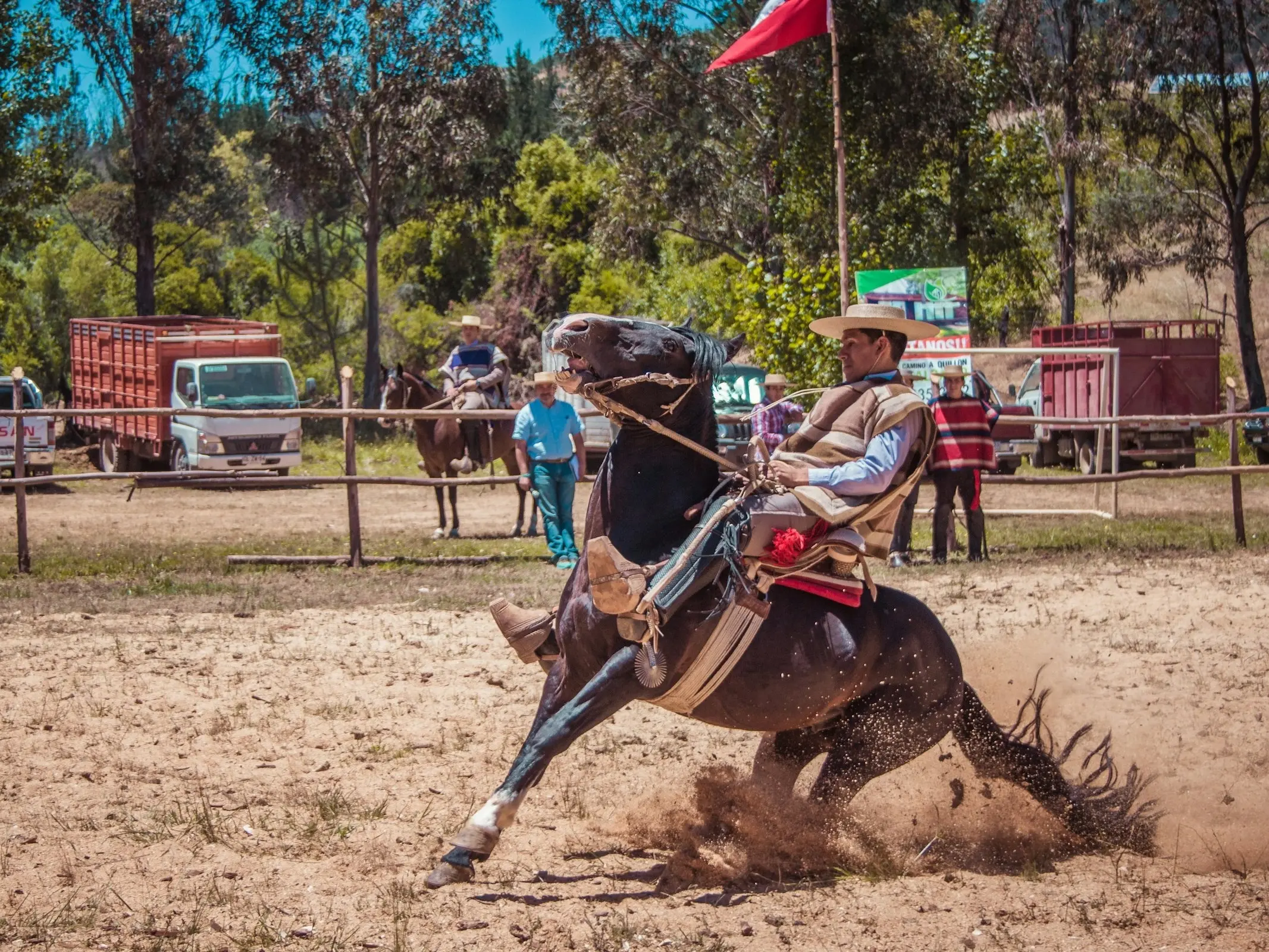 Chilean Corralero Horse