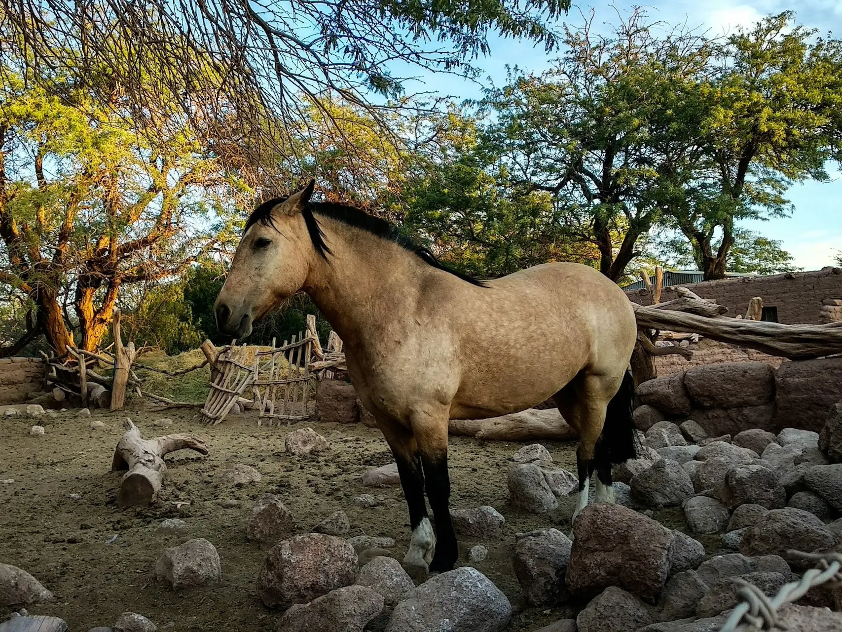 Chilean Corralero Horse