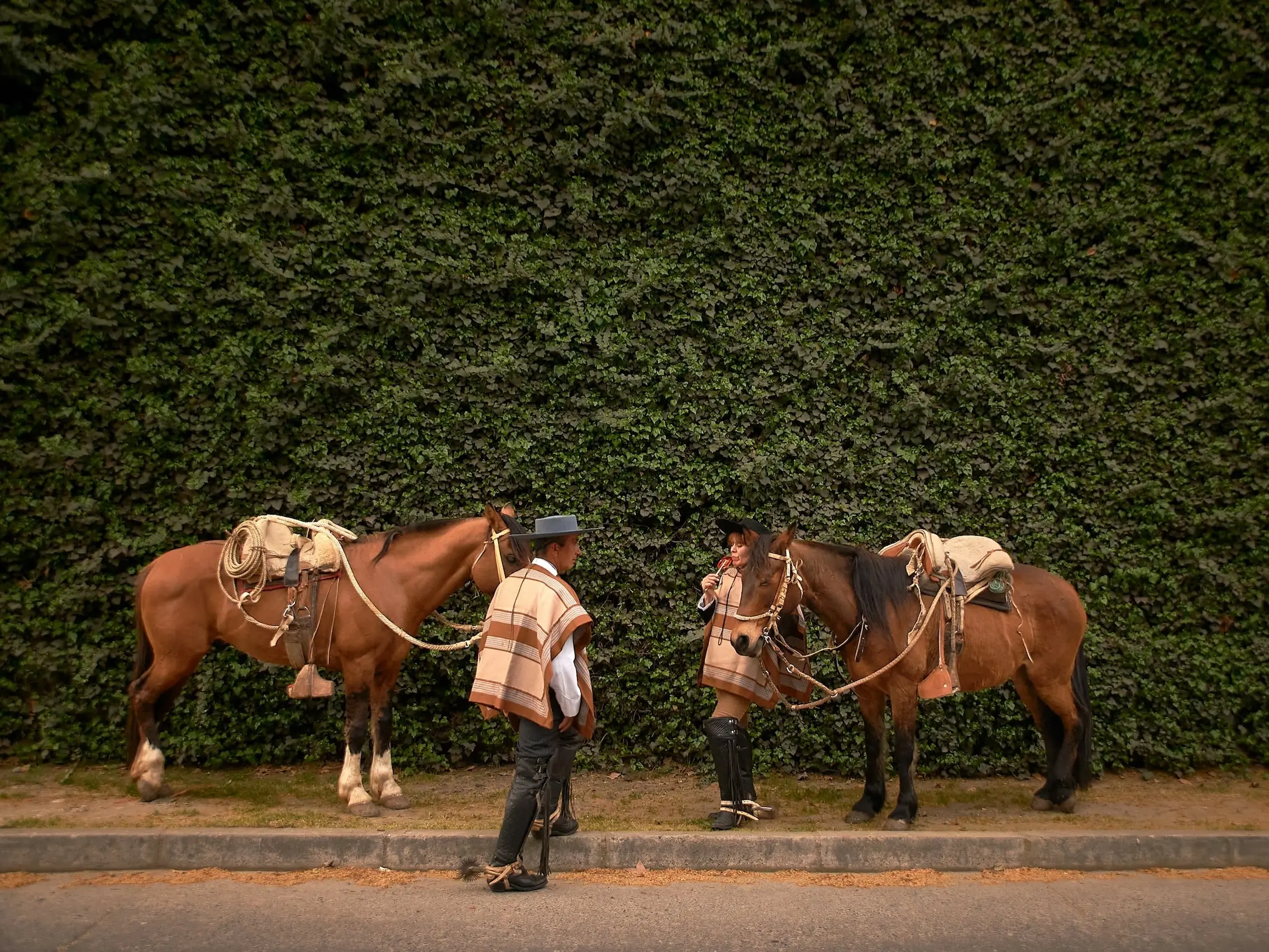 Chilean Corralero Horse