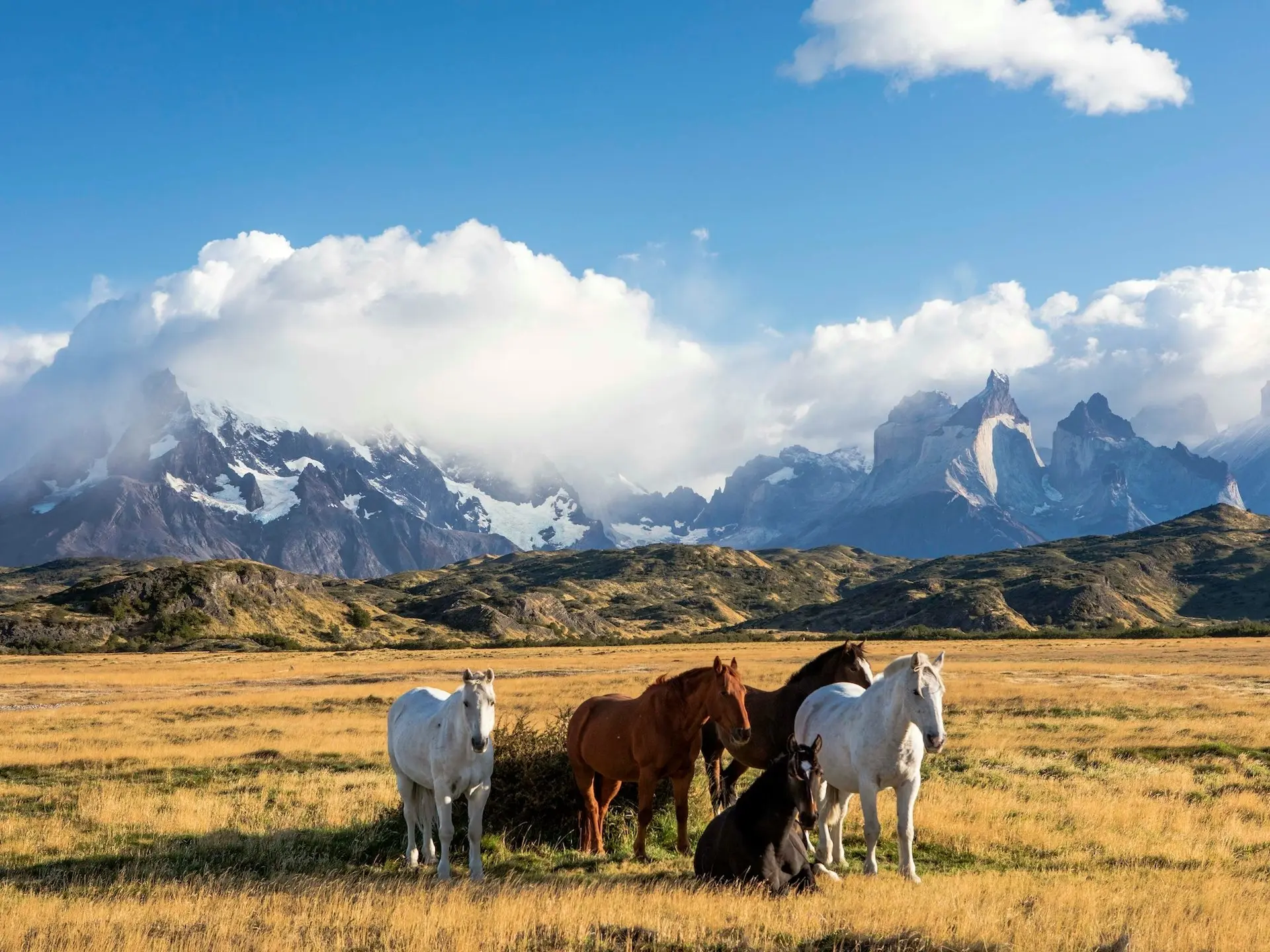 Chilean Corralero Horse