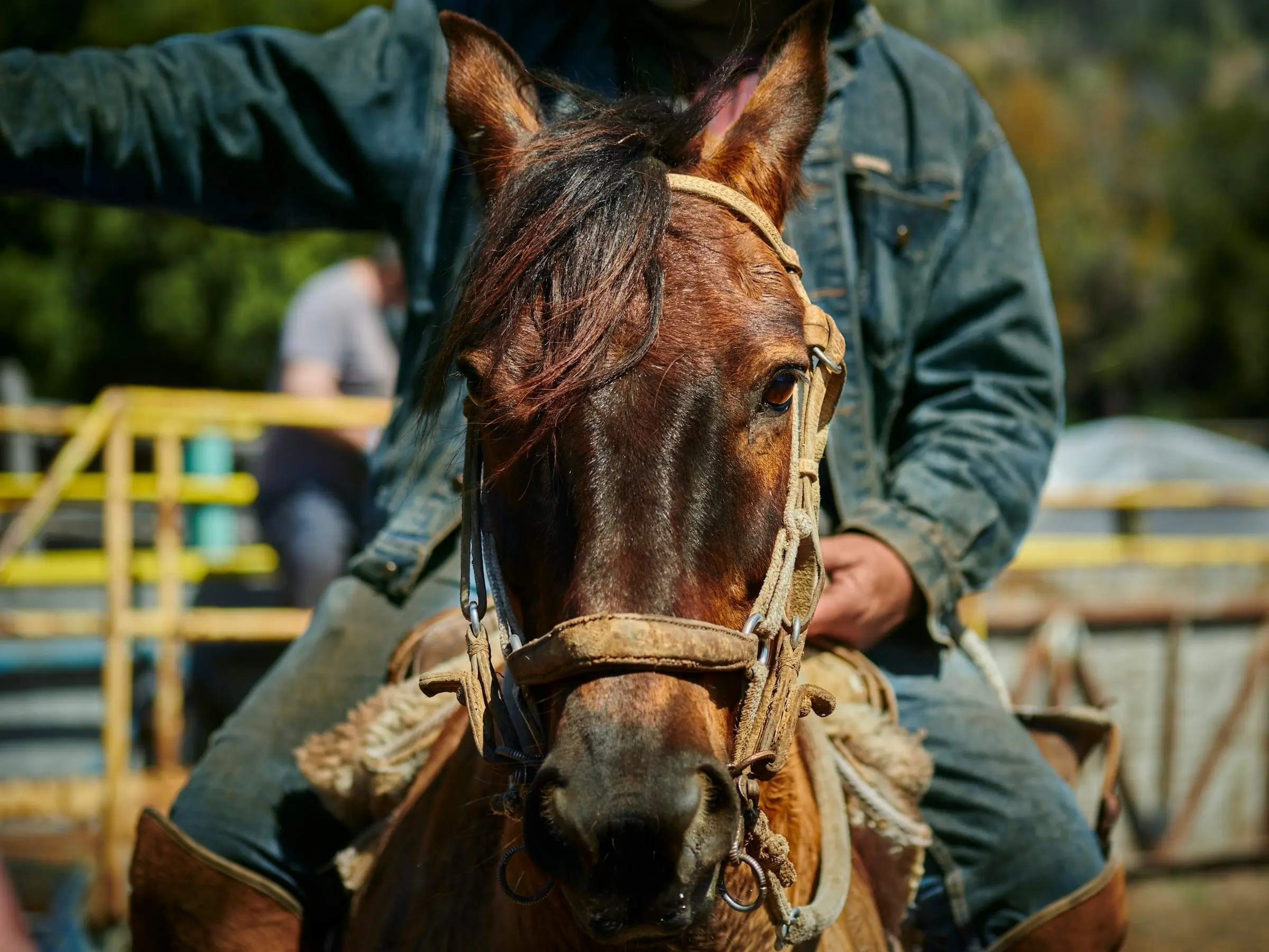 Chilean Corralero