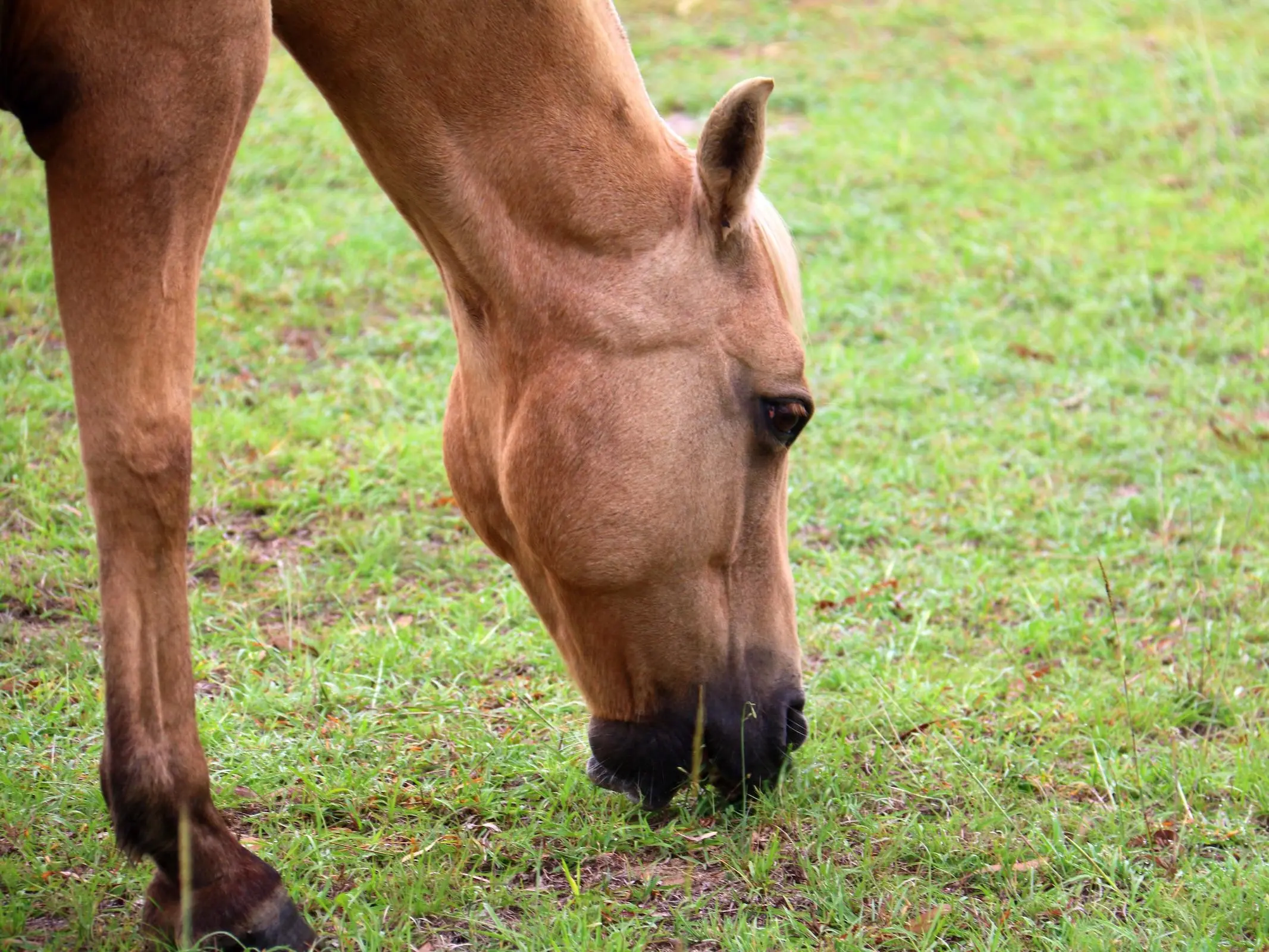 Chimera horse