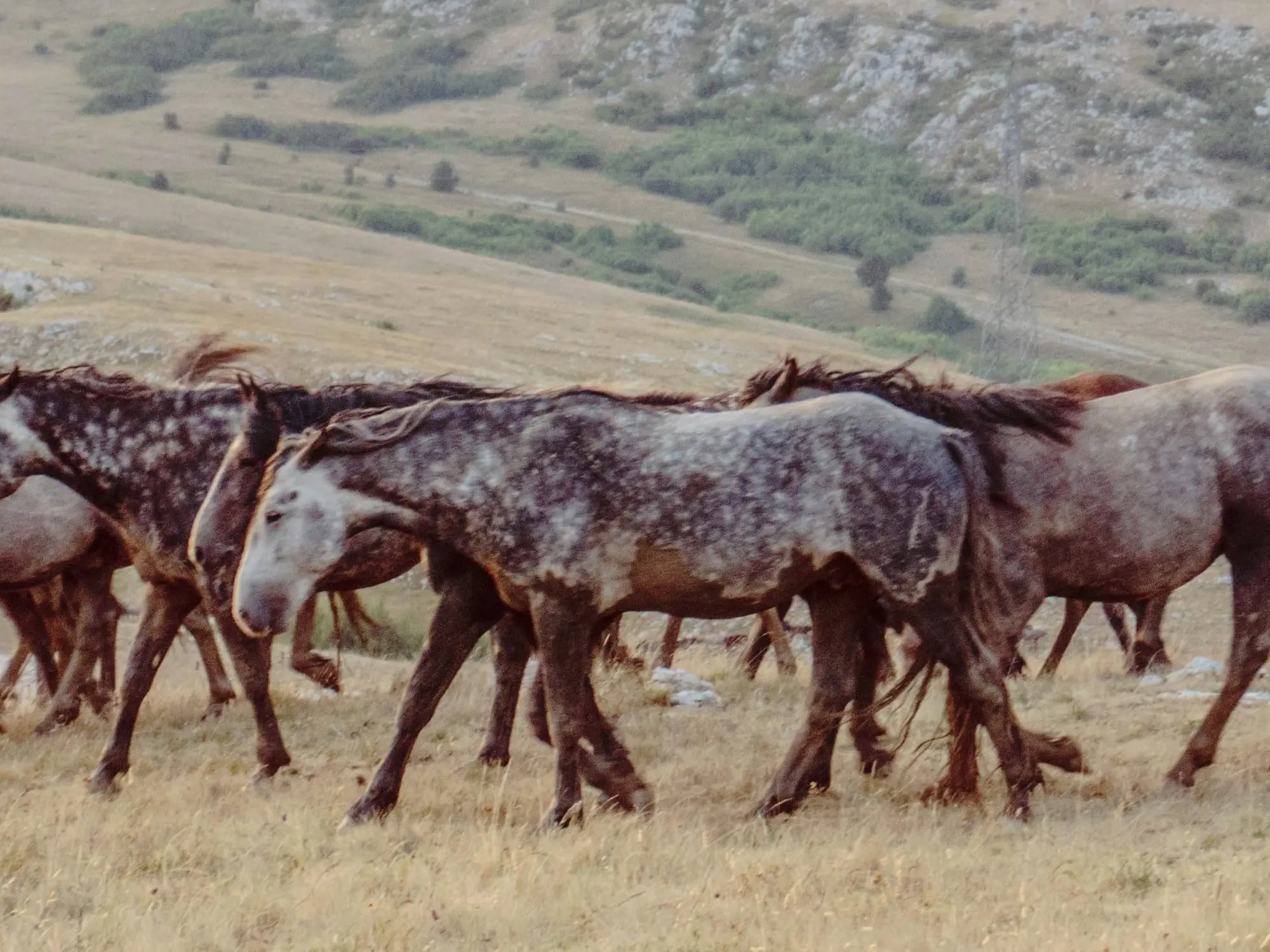 Chimera horse