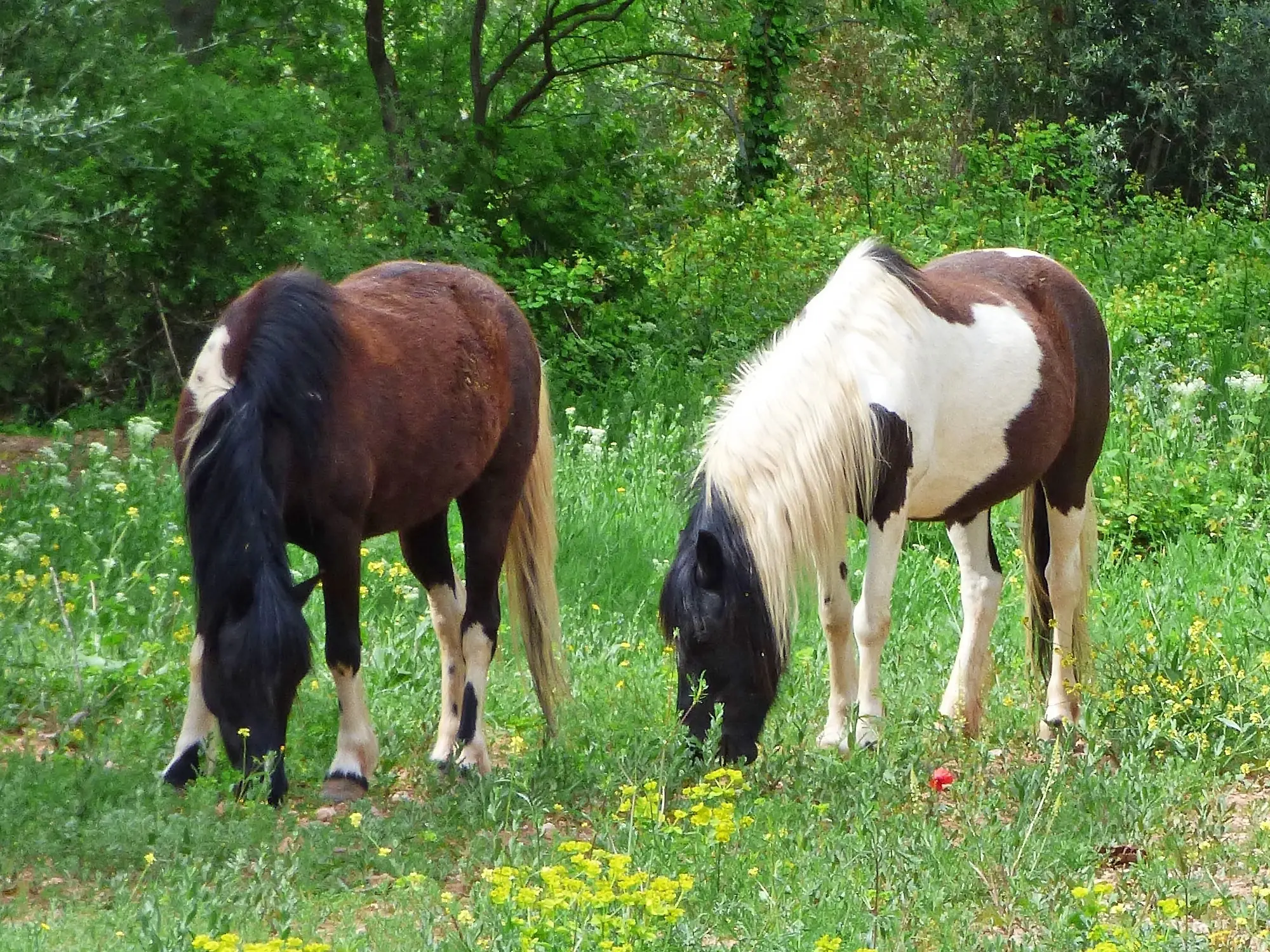 Mosaic horse