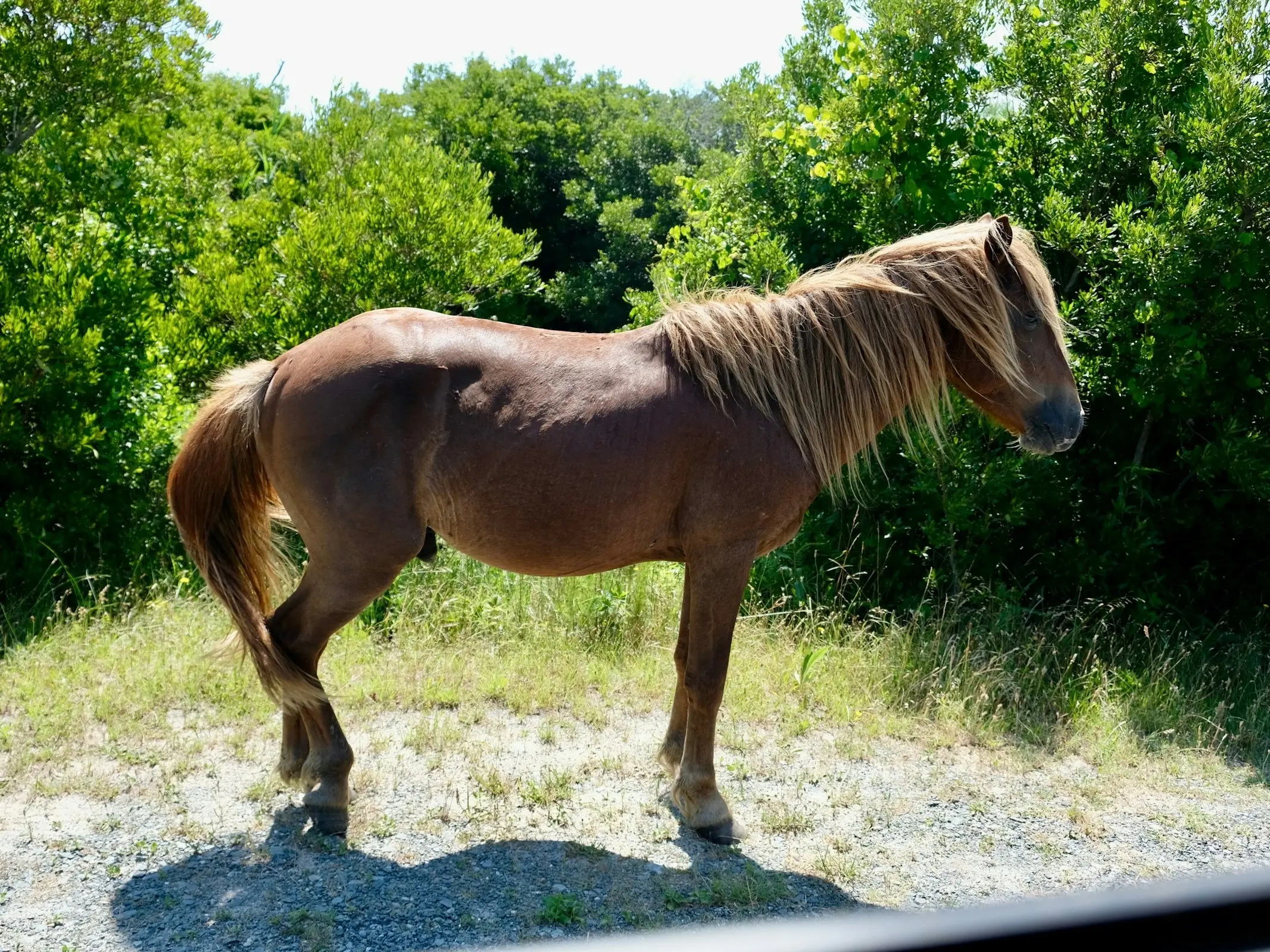 Assateague Pony