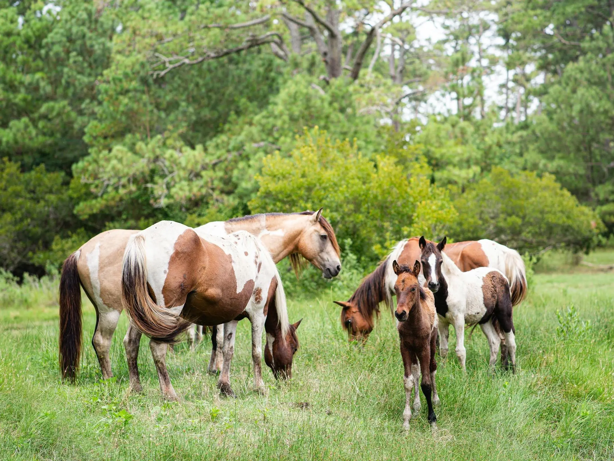 Assateague - Chincoteague Pony