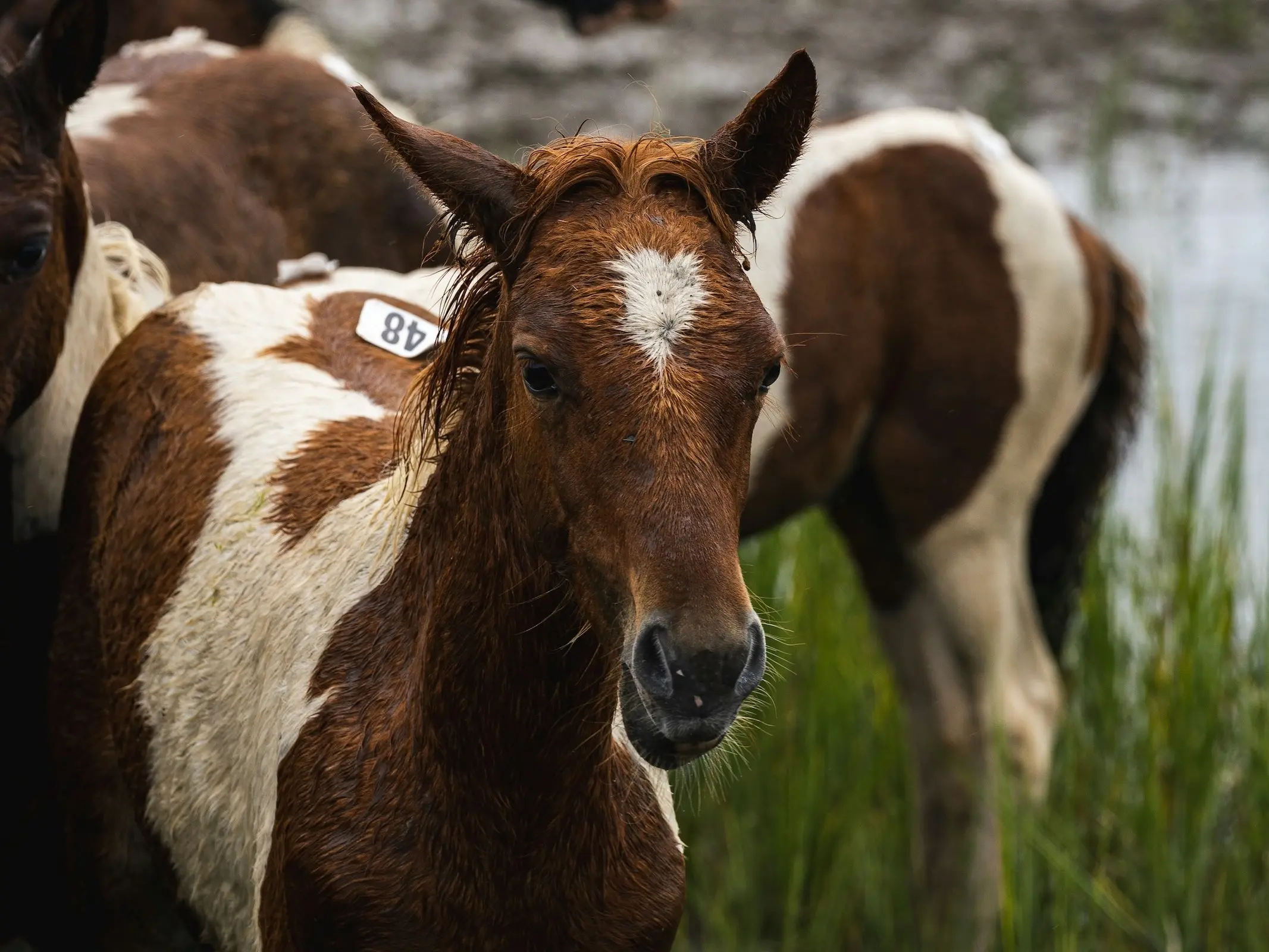 Assateague - Chincoteague Pony