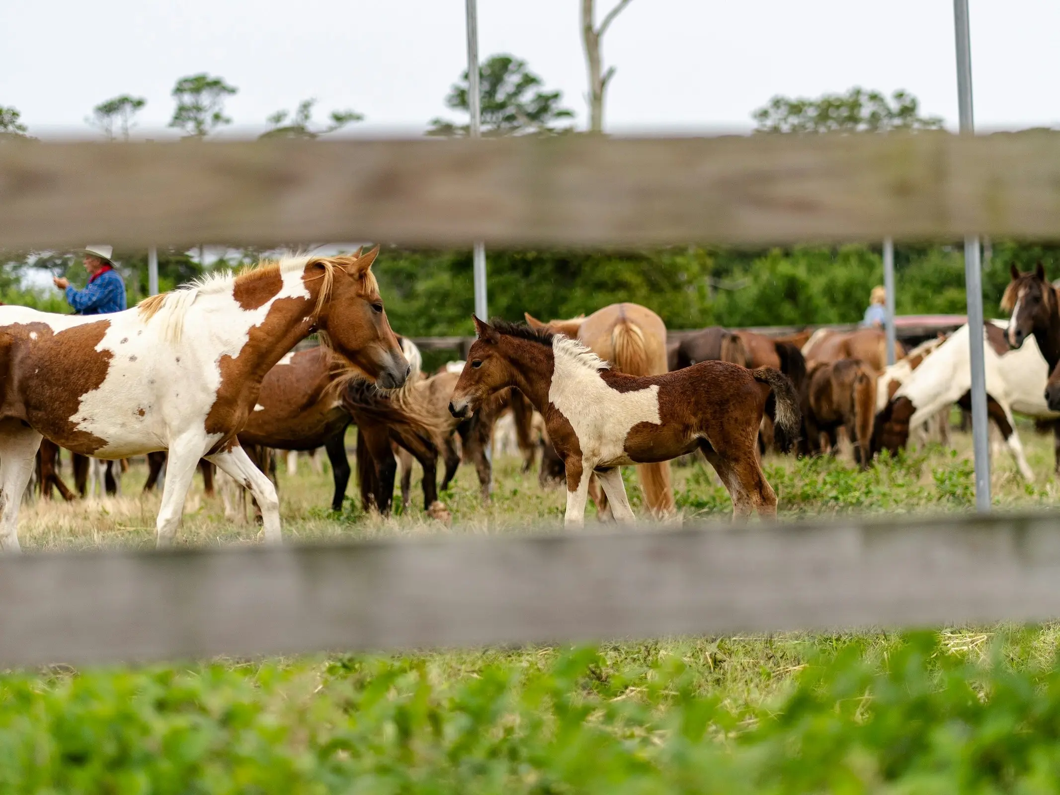 Assateague - Chincoteague Pony