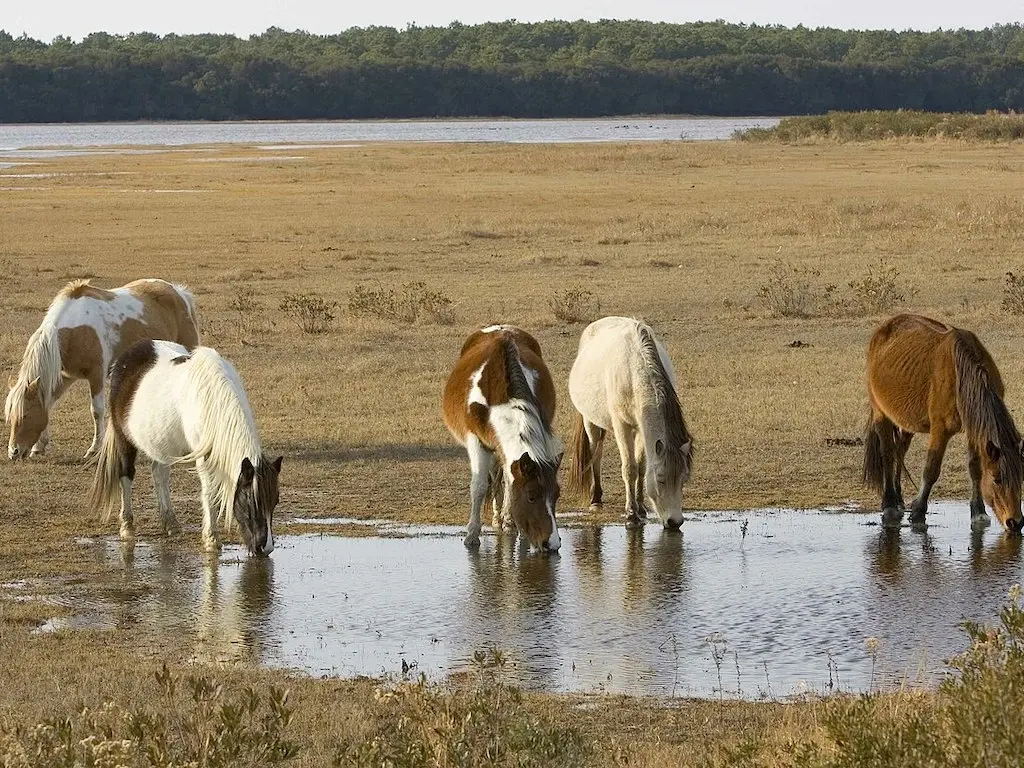 Chincoteague Pony