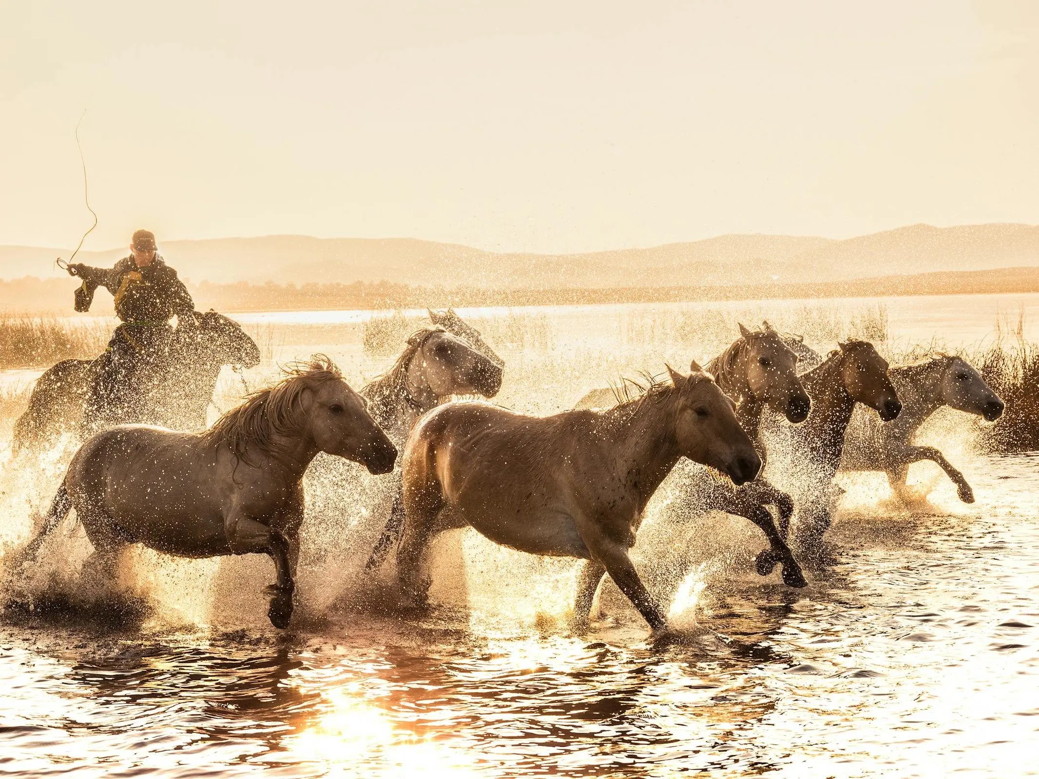 Chinese Mongolian Horse