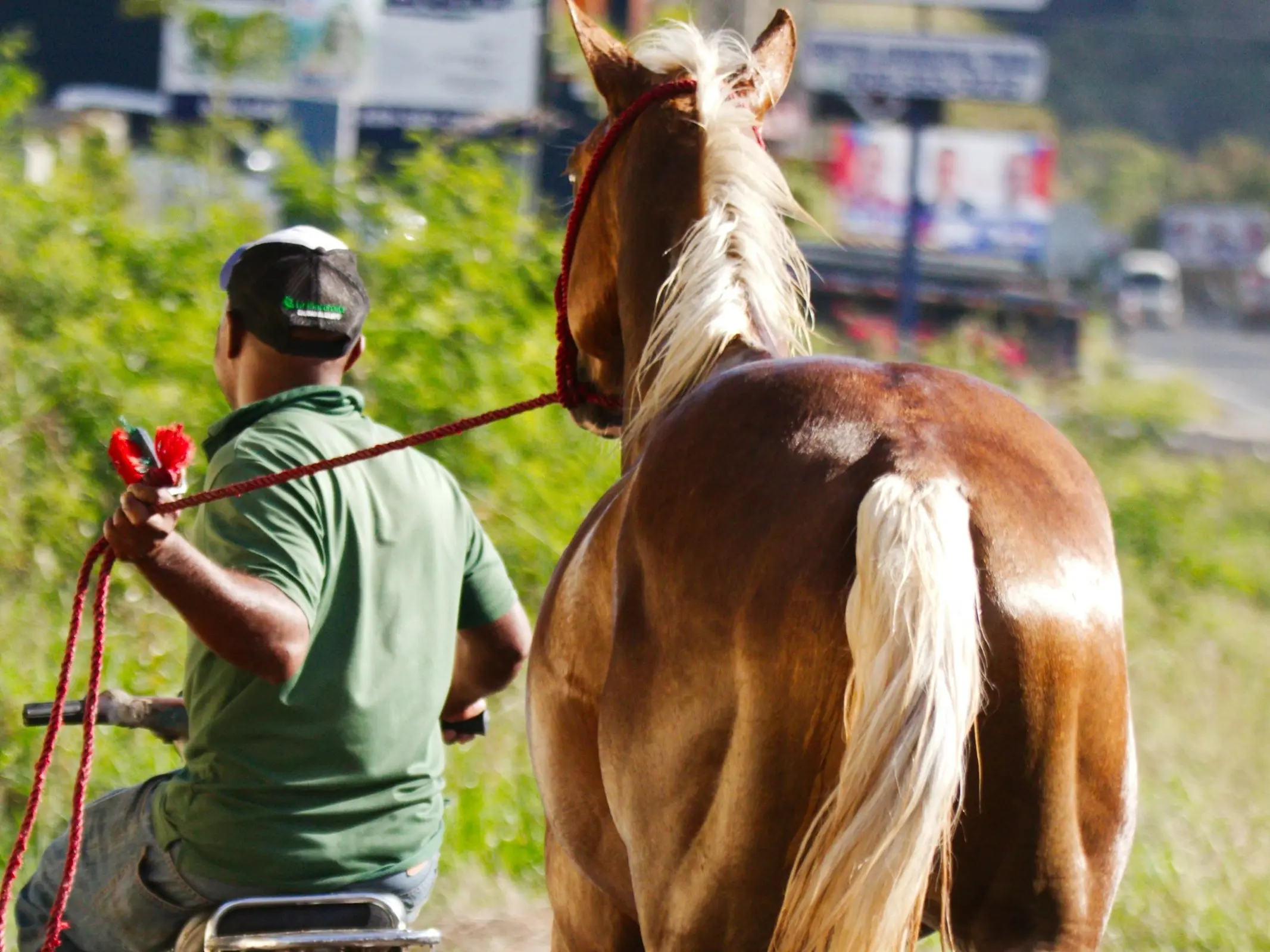 Palomino horse