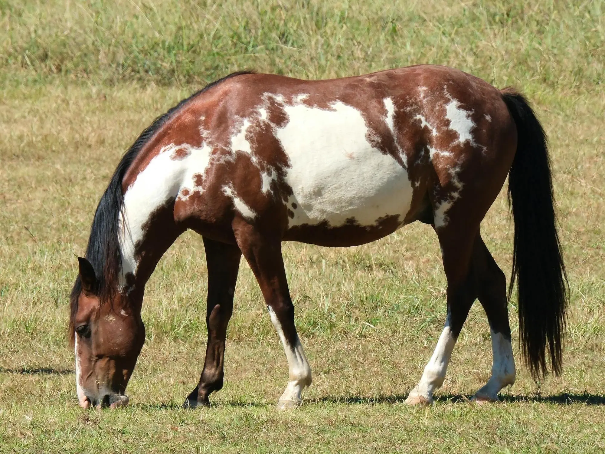 Choctaw Horse