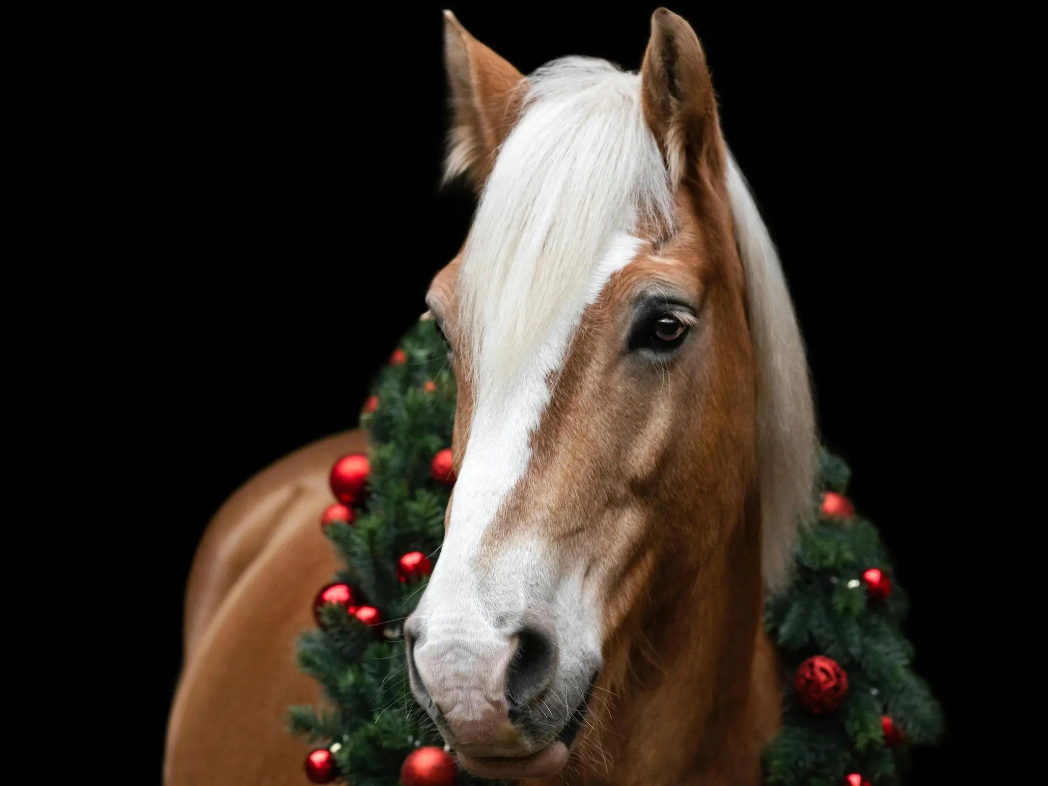 Haflinger horse with a wreath around its neck