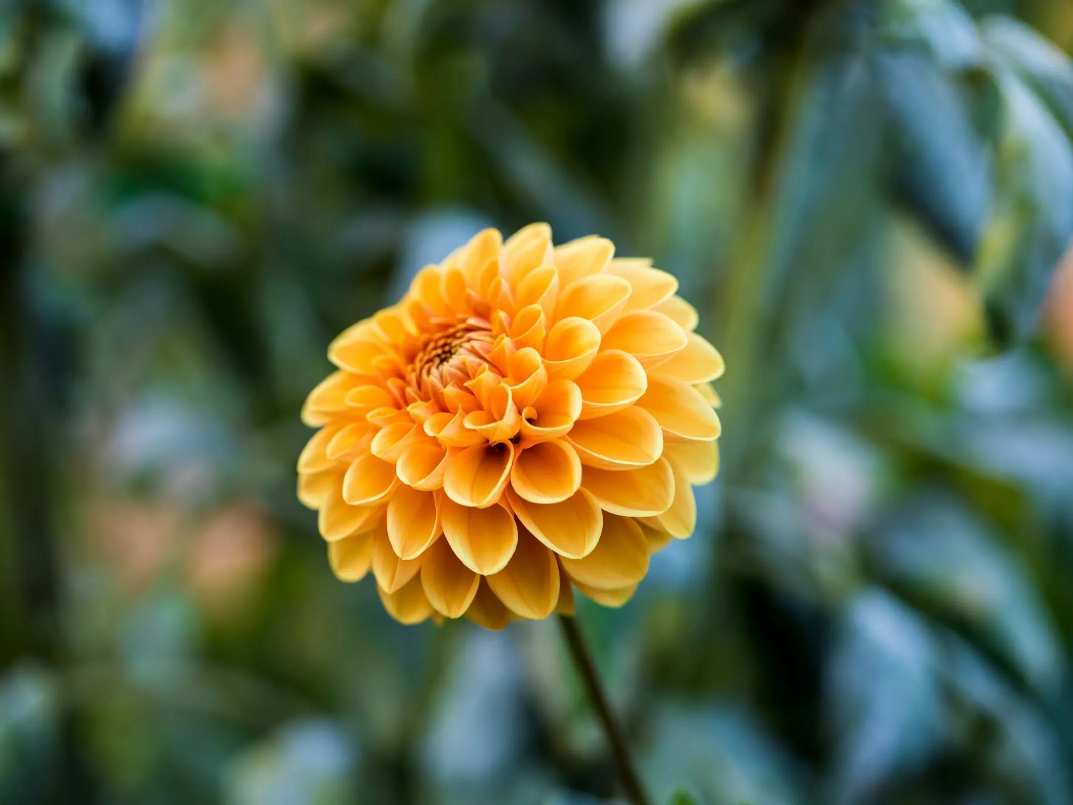 Chrysanthemum