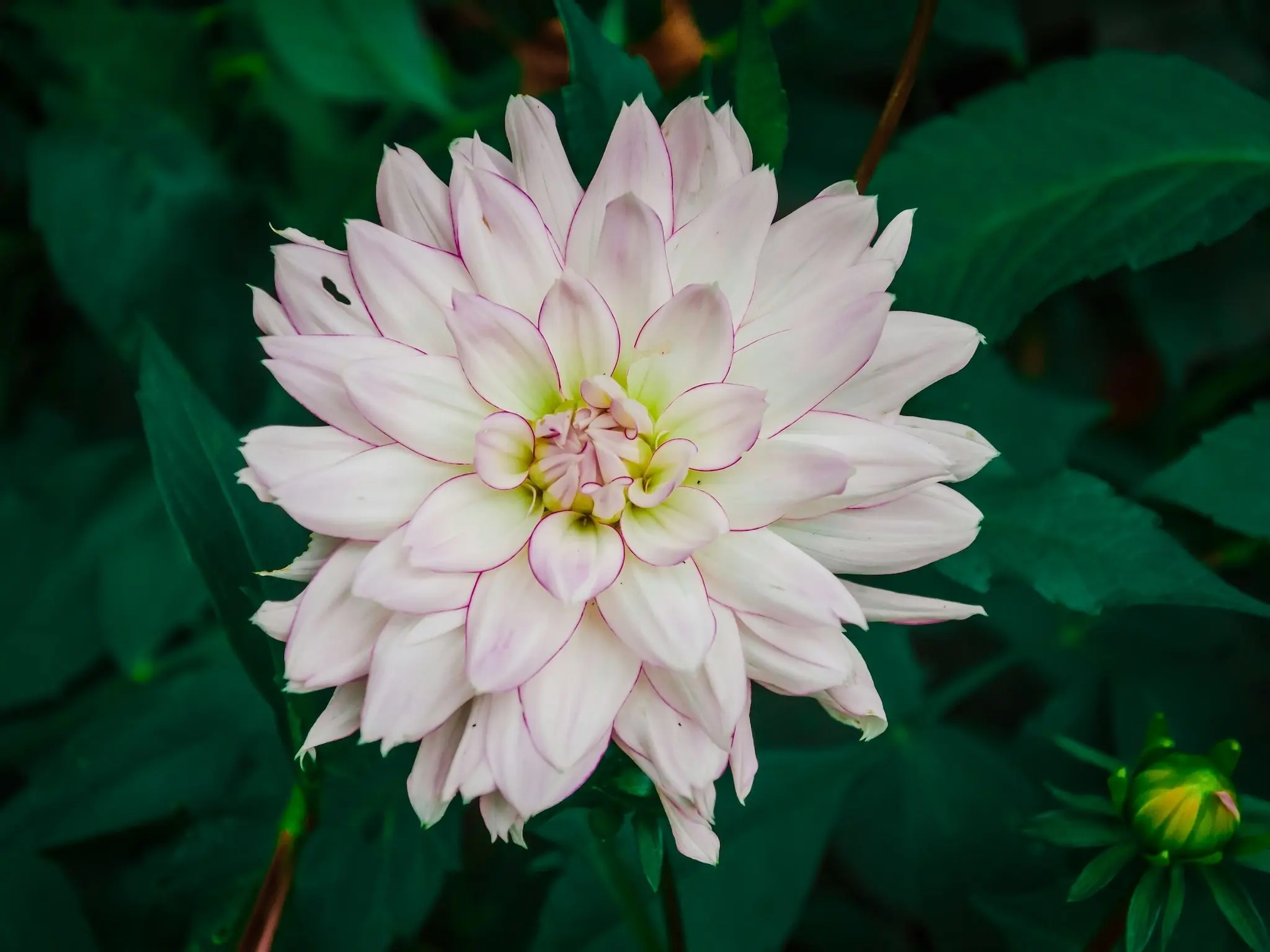 Chrysanthemum