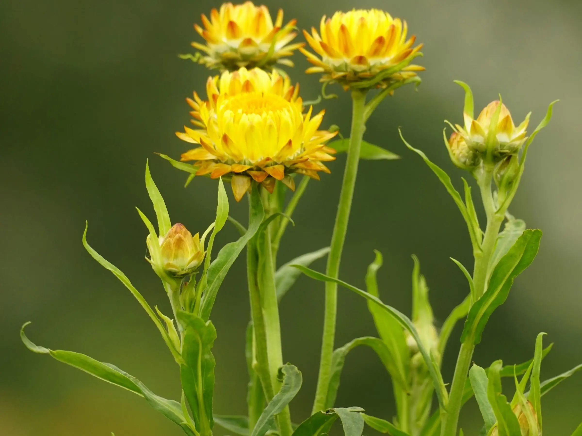 Chrysanthemum