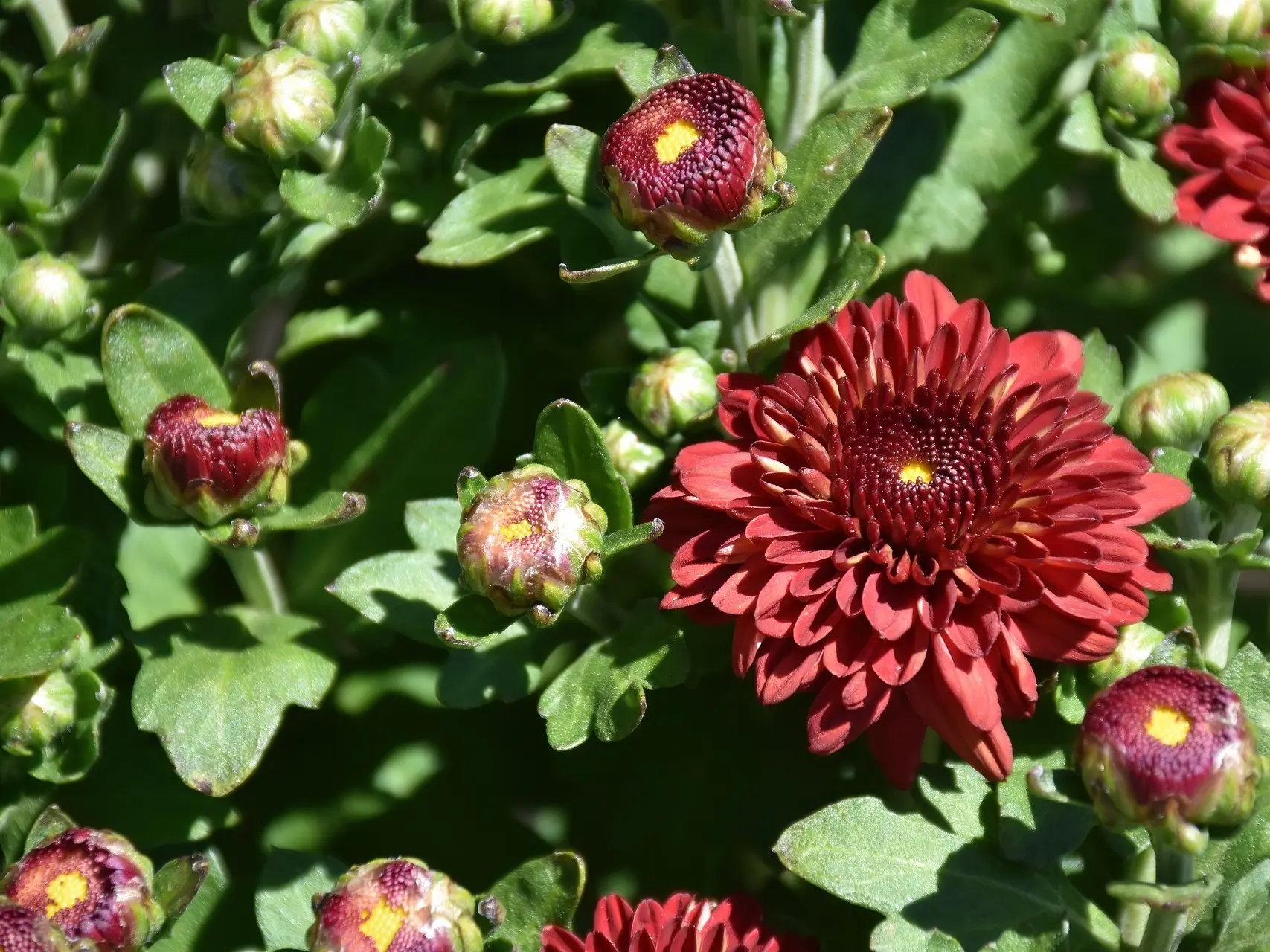 Chrysanthemum