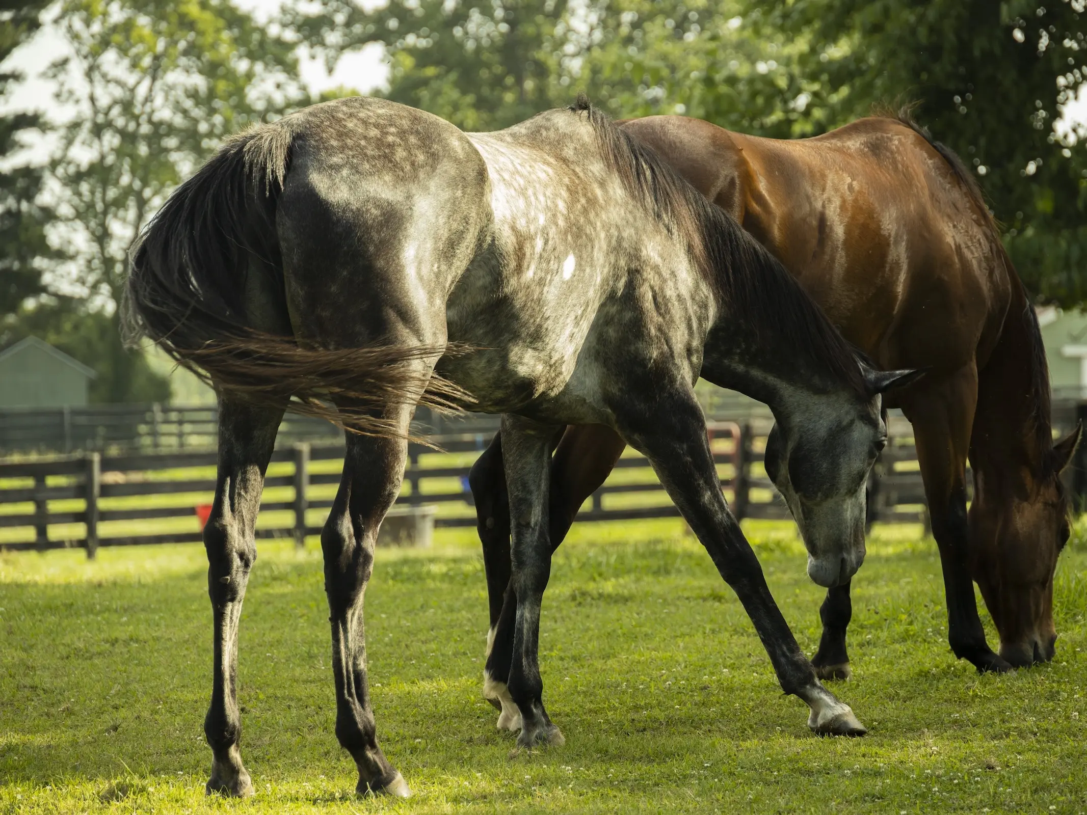 Grey horse with chubari marks